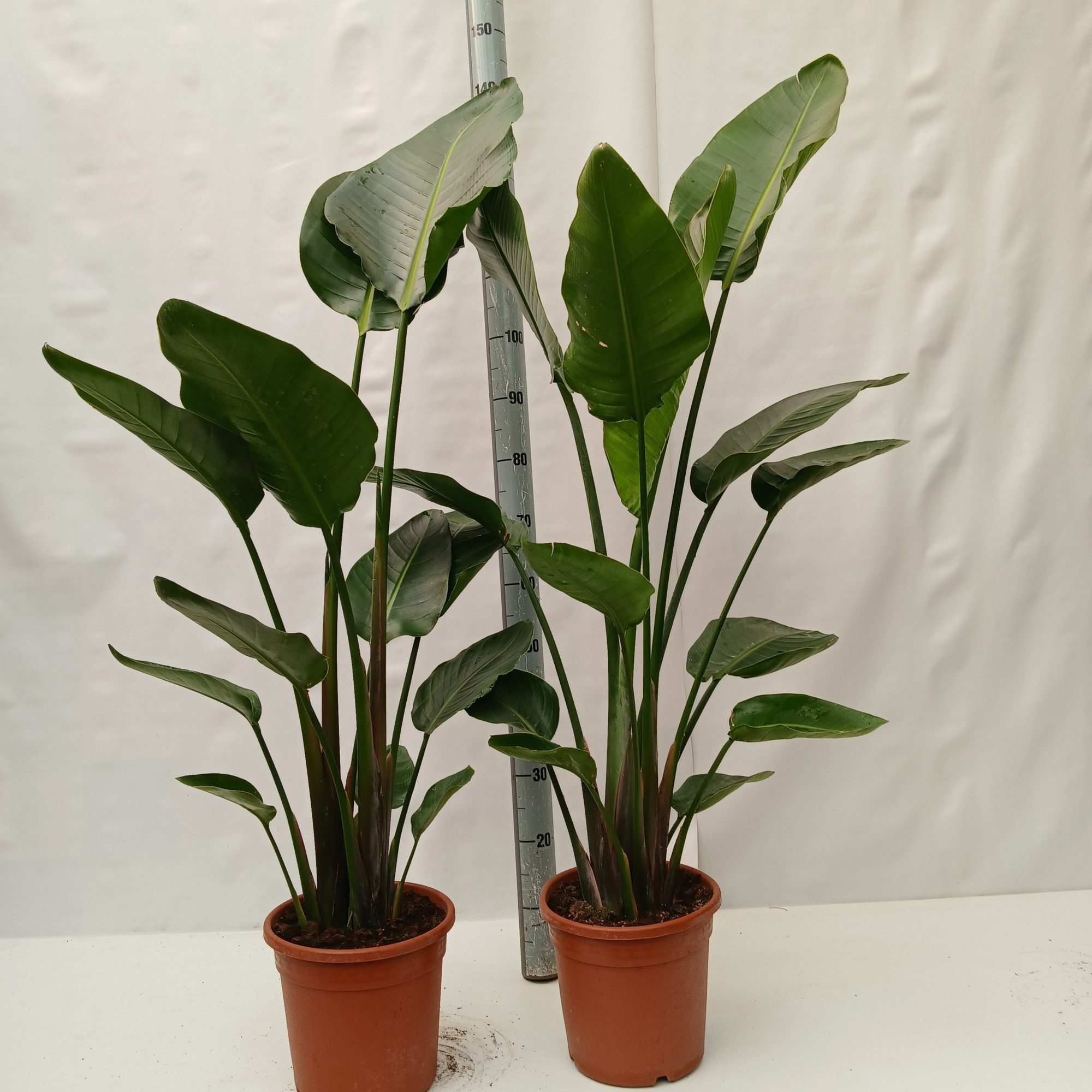 strelitzia nicolai, D 22