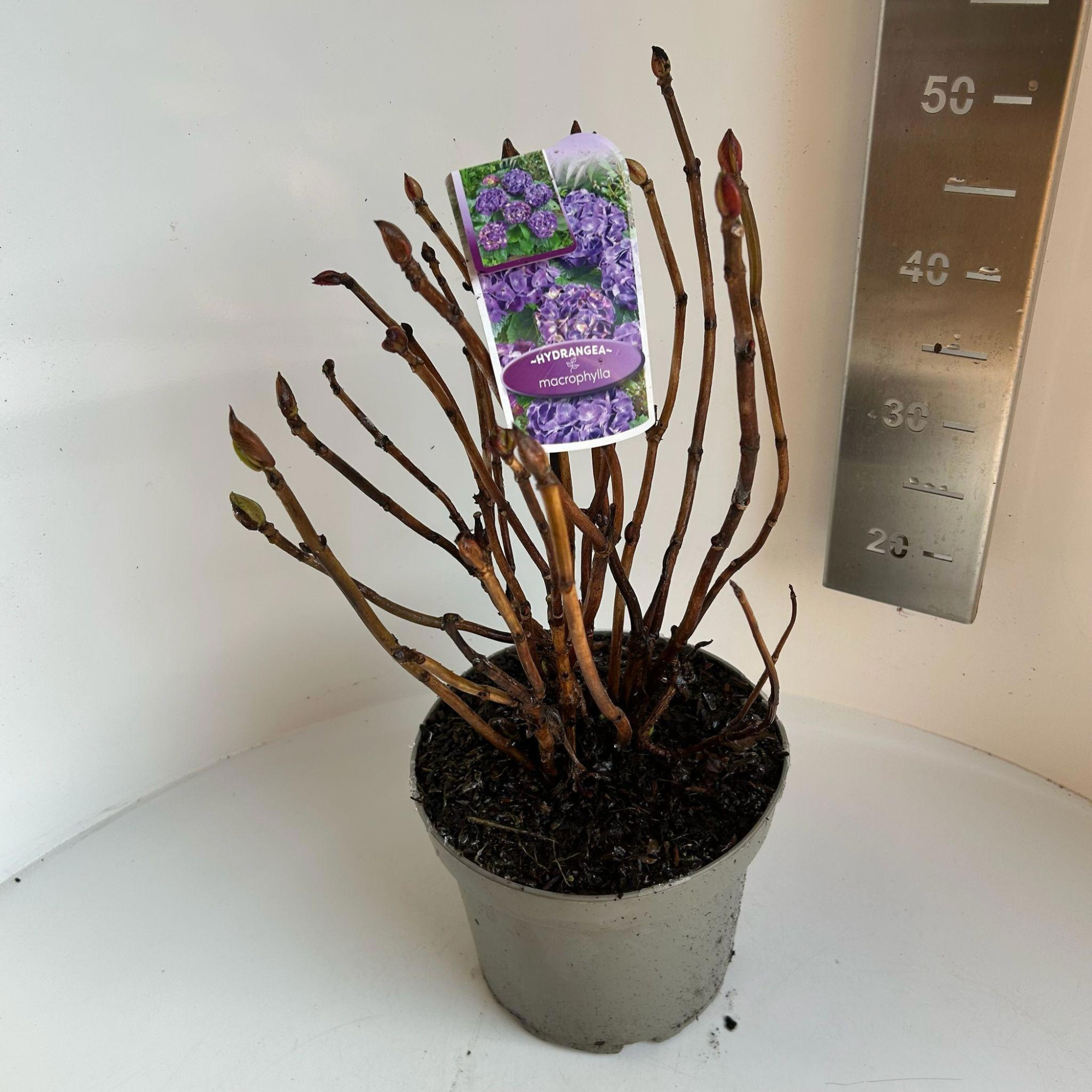 Hydrangea macr. Paars (bol), D 23