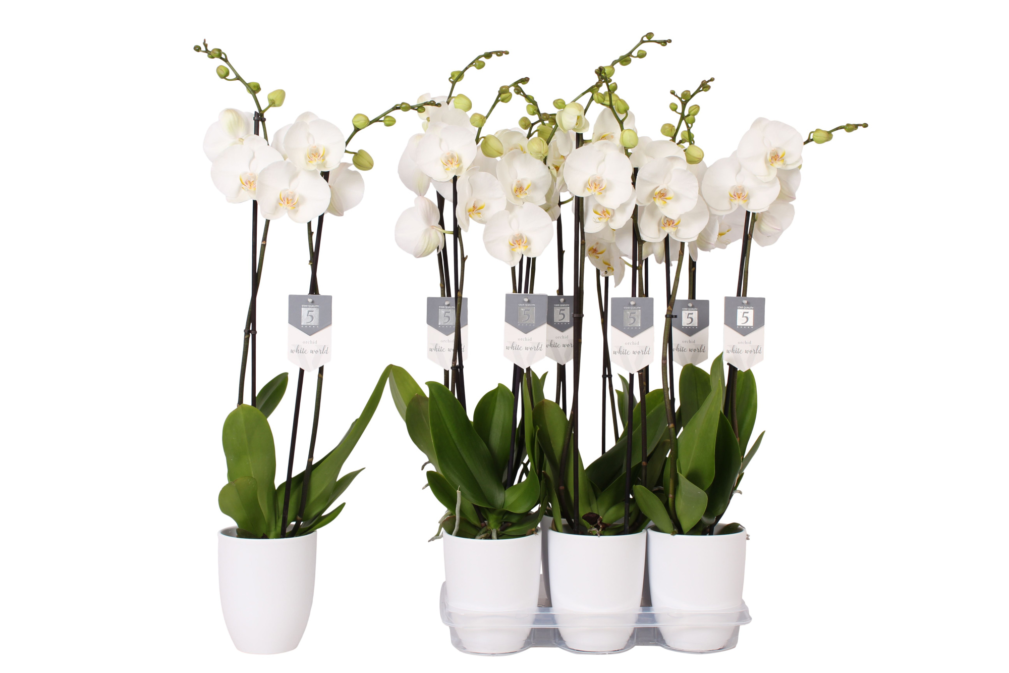 Phalaenopsis White World, 2-spike White Ceramics, D 12
