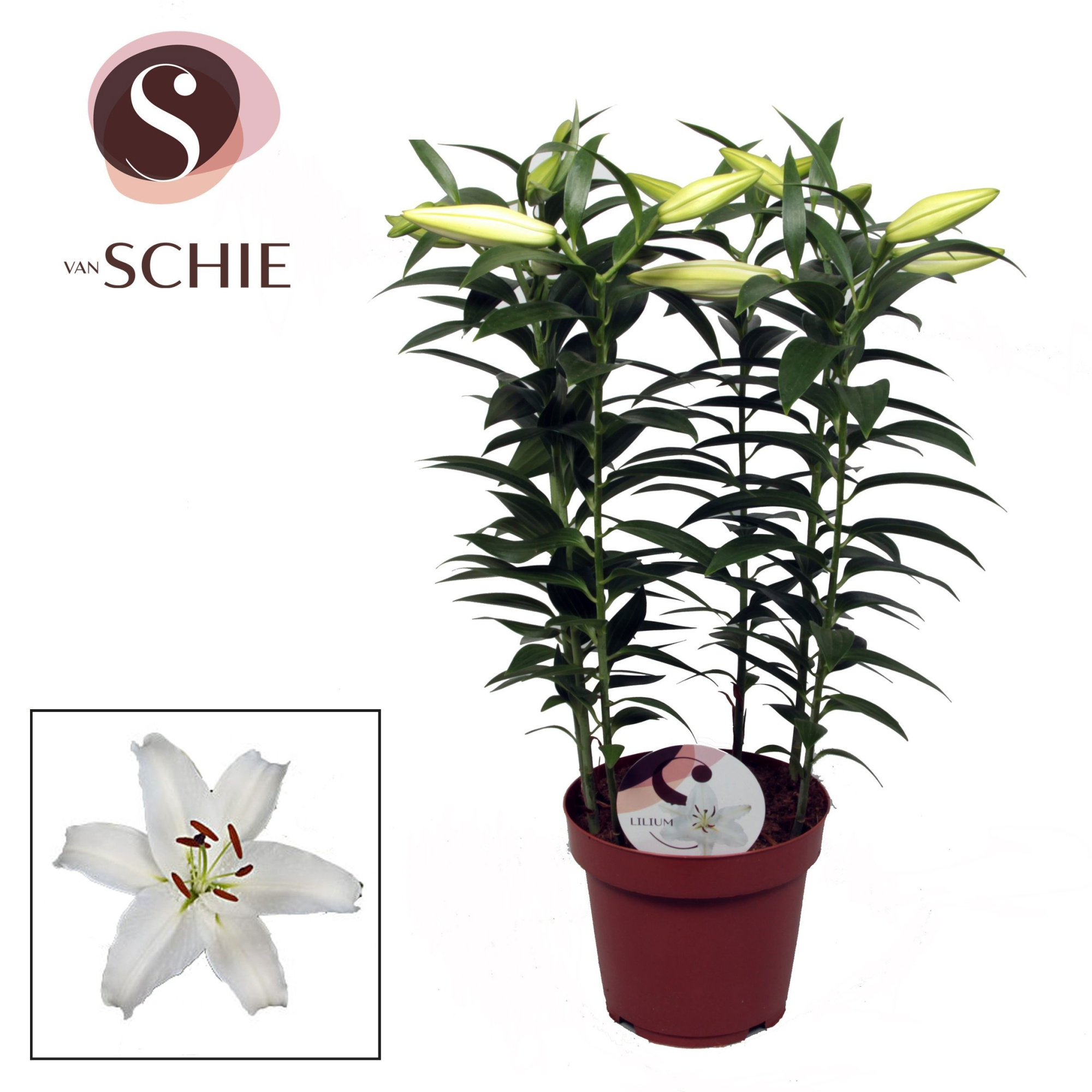 Lilium Or Helvetia 19cm, D 19