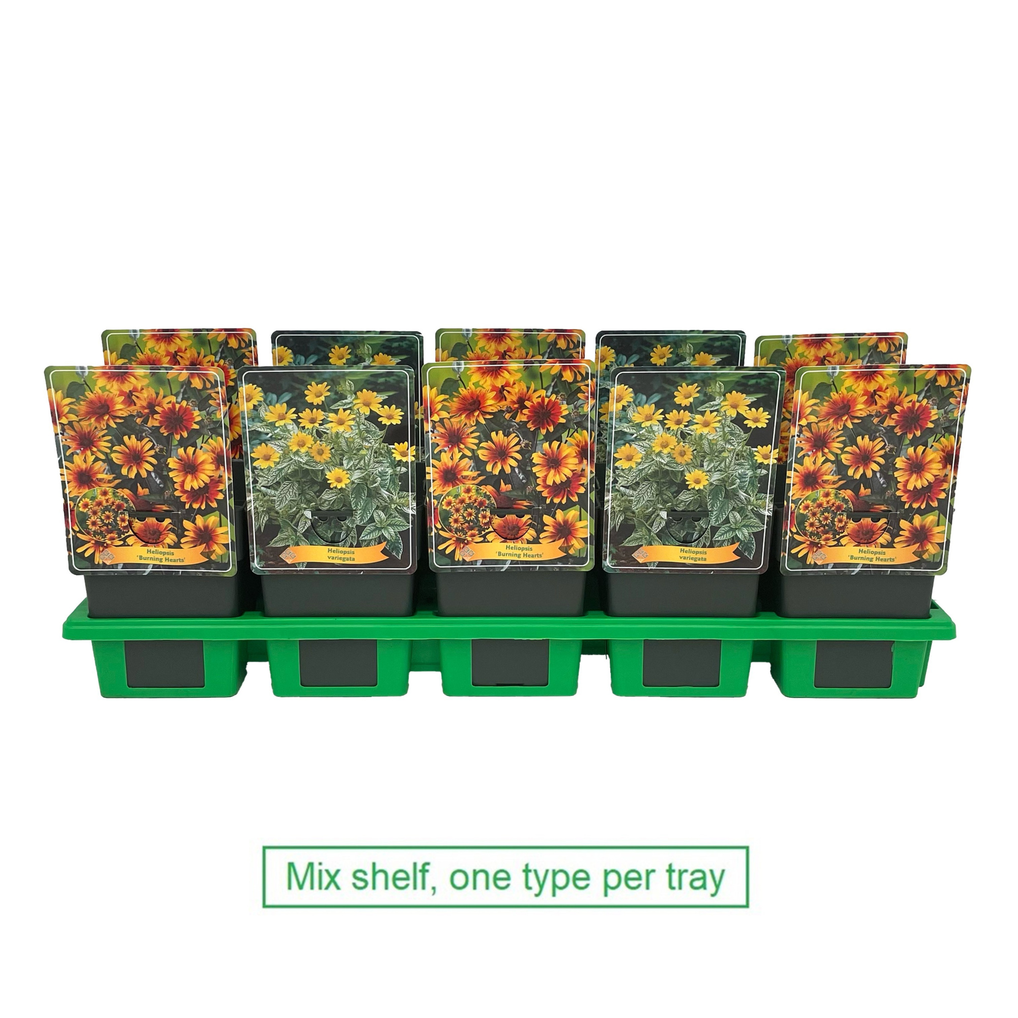 Heliopsis mix laag P11, D 11