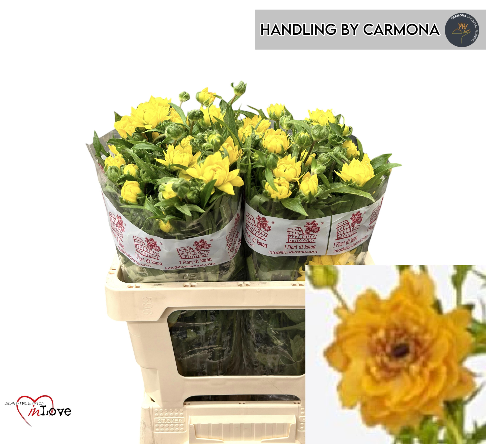 Ранункулус Модерна Вивальди 60, шт.