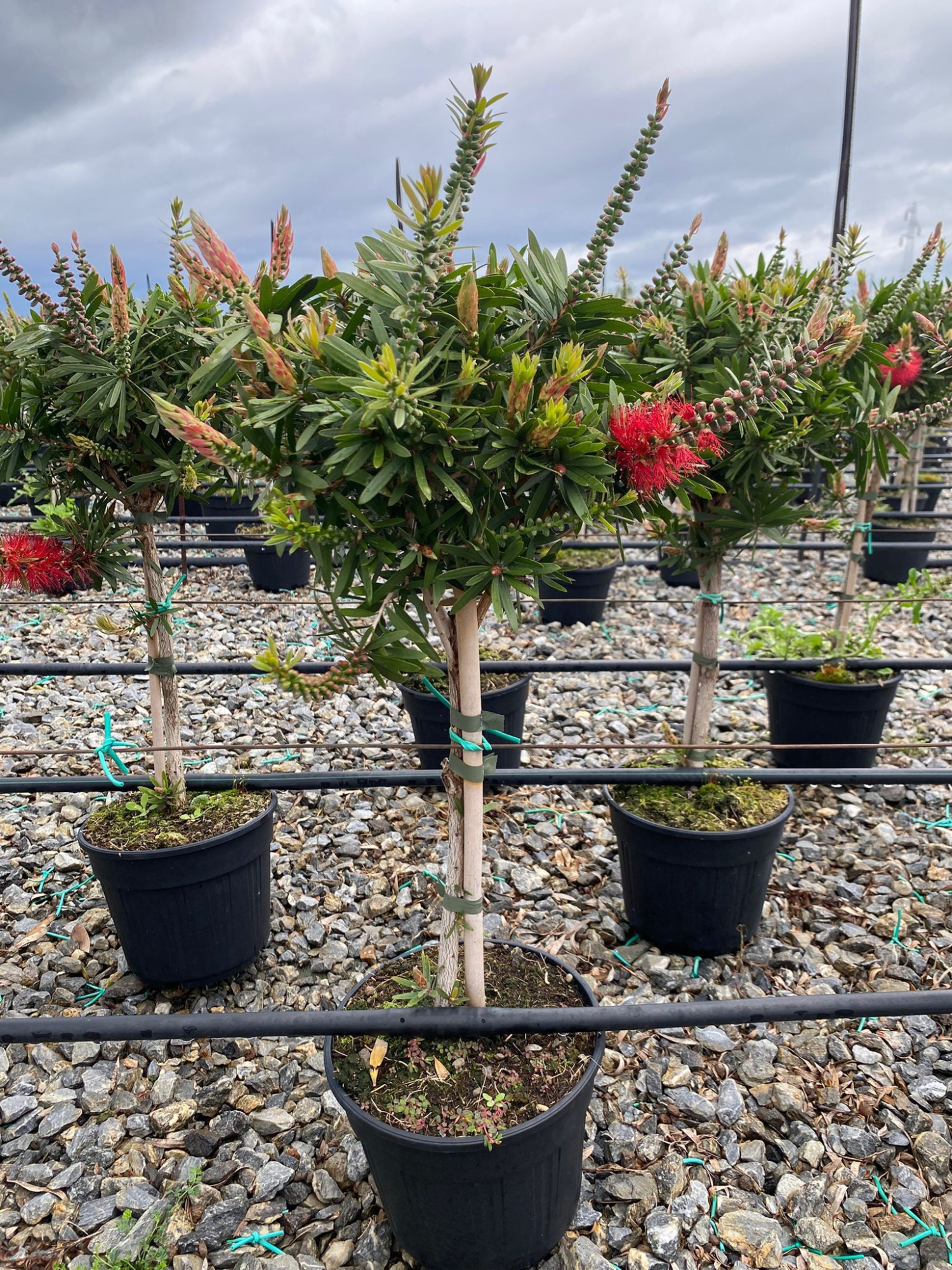 Callistemon 'Captain Cook' - op stam, D 18