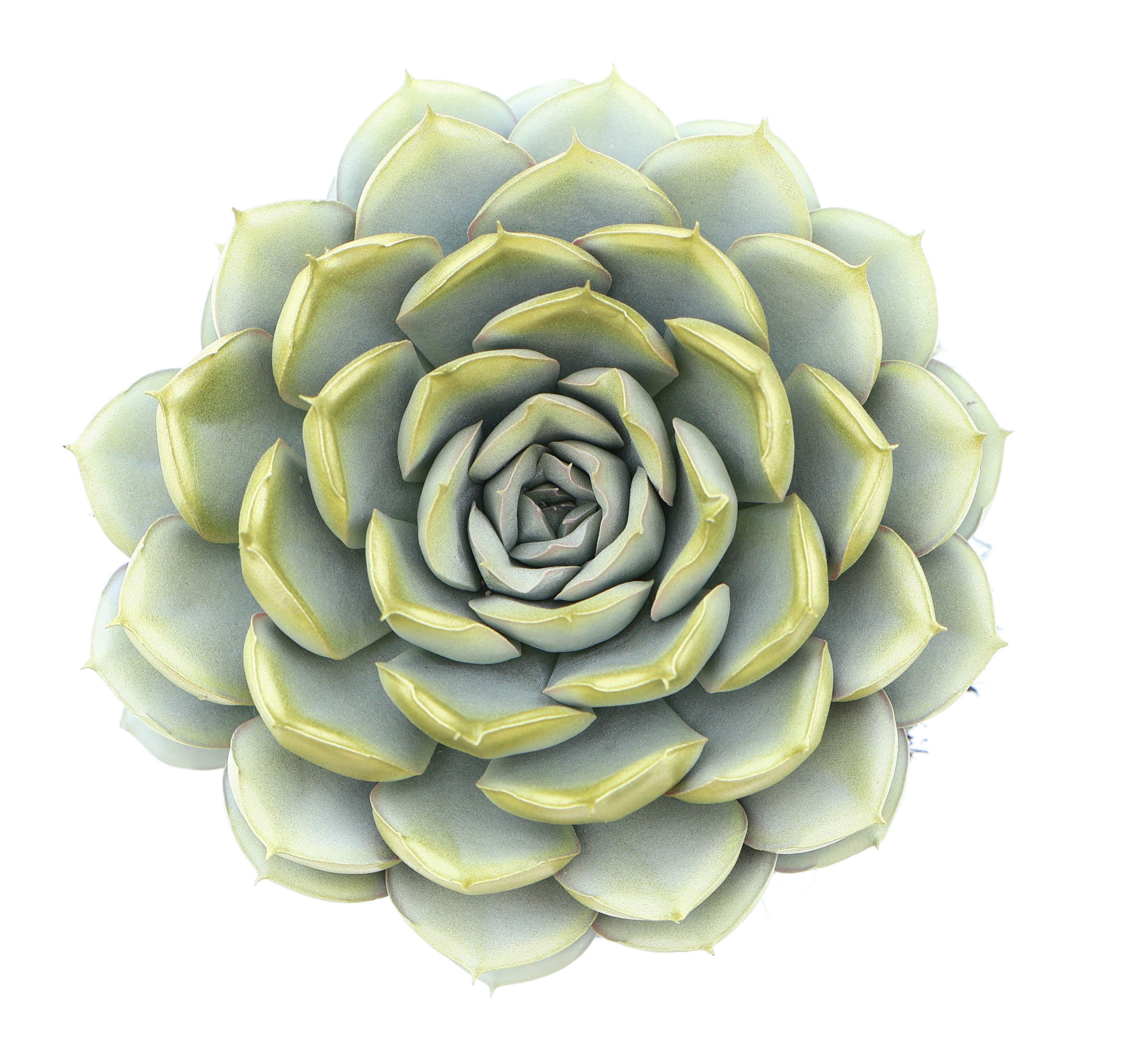 Mystery white + gold tips, D 10,5