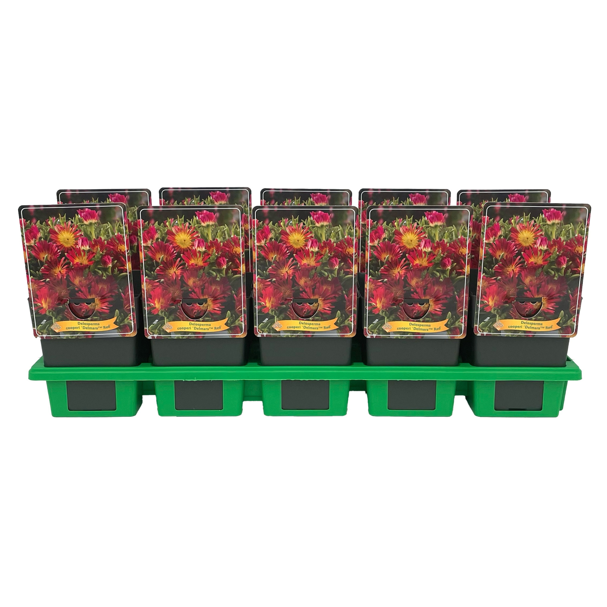 Delosperma cooperi Delmara 'Red' P11, D 11