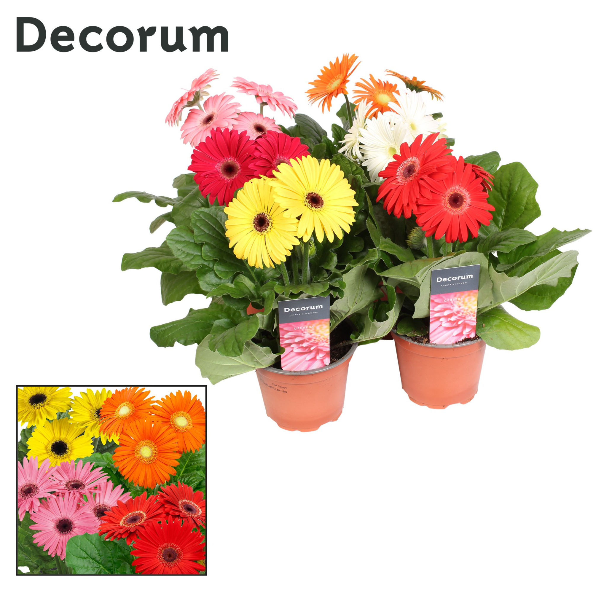 Gerbera 3+ bl. 12cm hoes Decorum, D 12