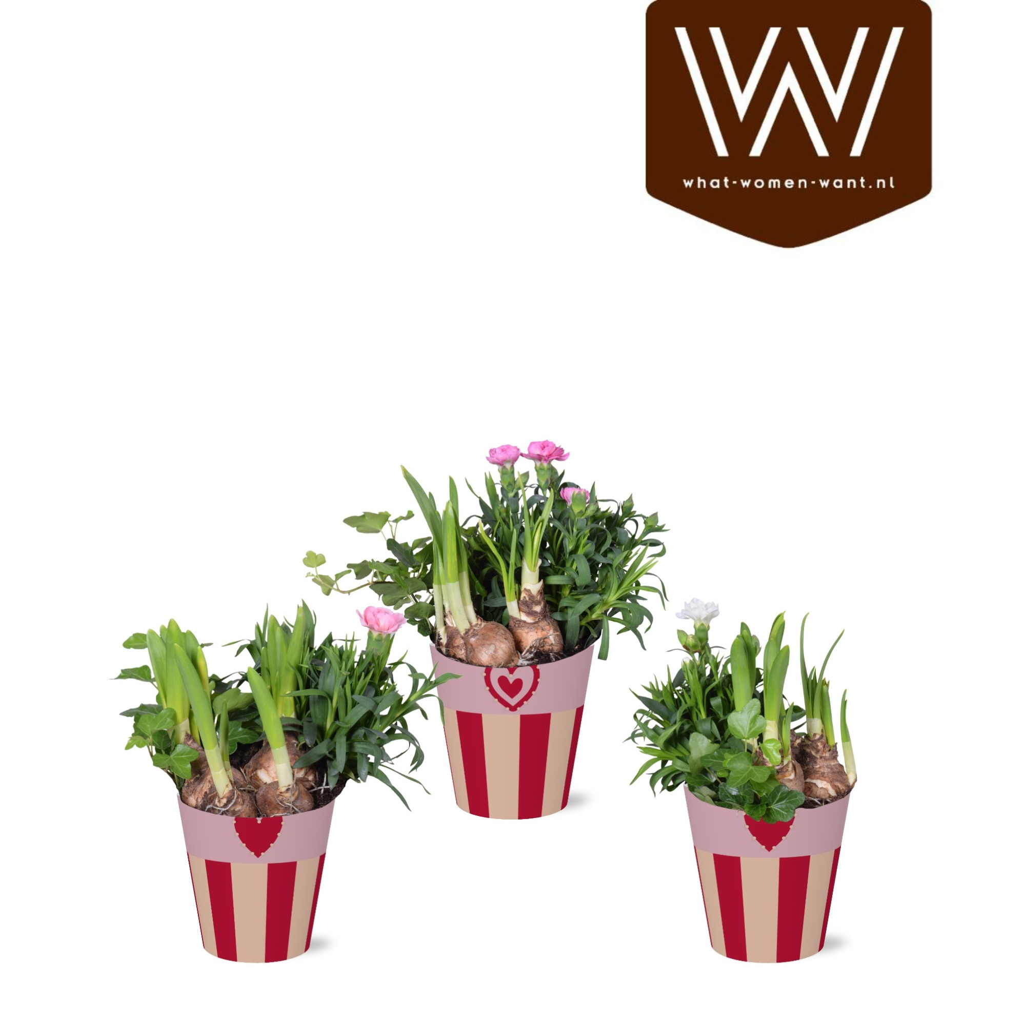 Collectie 'Sympathetic Moods' Arrangement in smartcup Romee, D 12