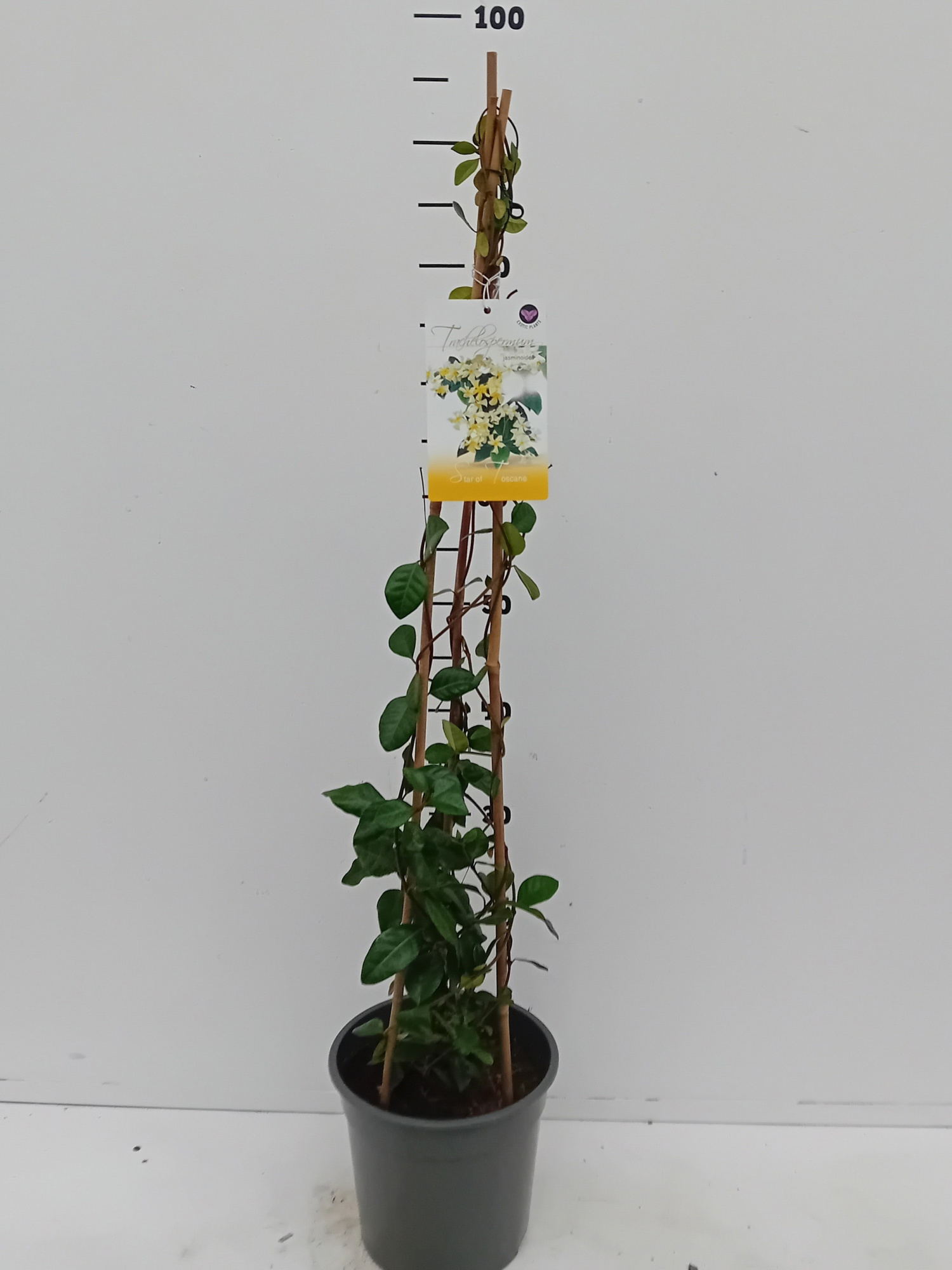 Trachelospermum jasminoides Star Of Toscane, D 19