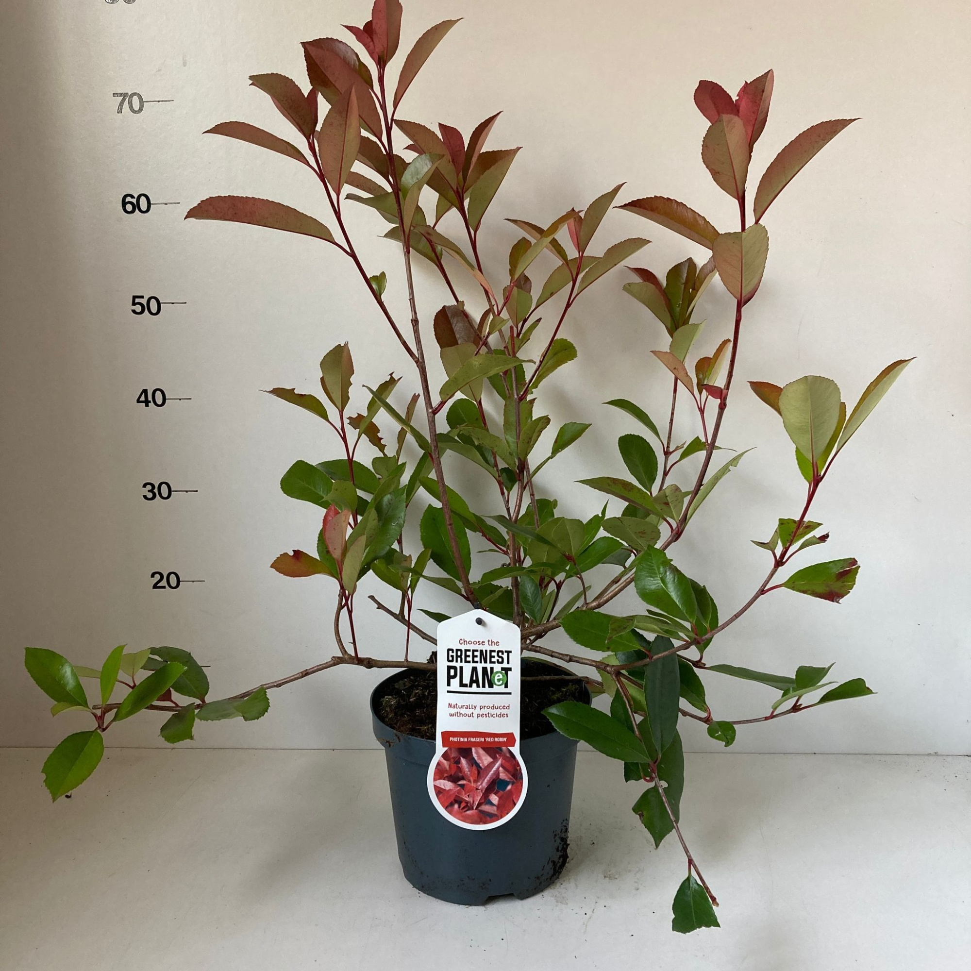 Photinia fraseri 'Red Robin', D 19