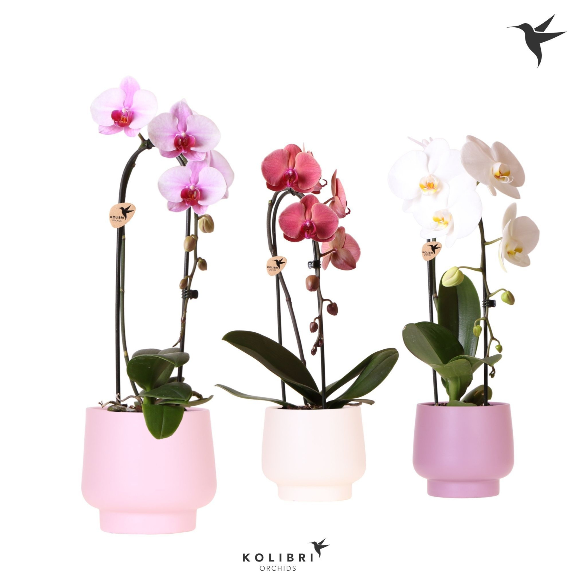 Kolibri Orchids Cascade Niagara fall mix 1 spike in Scandic pot pink mix, D 12