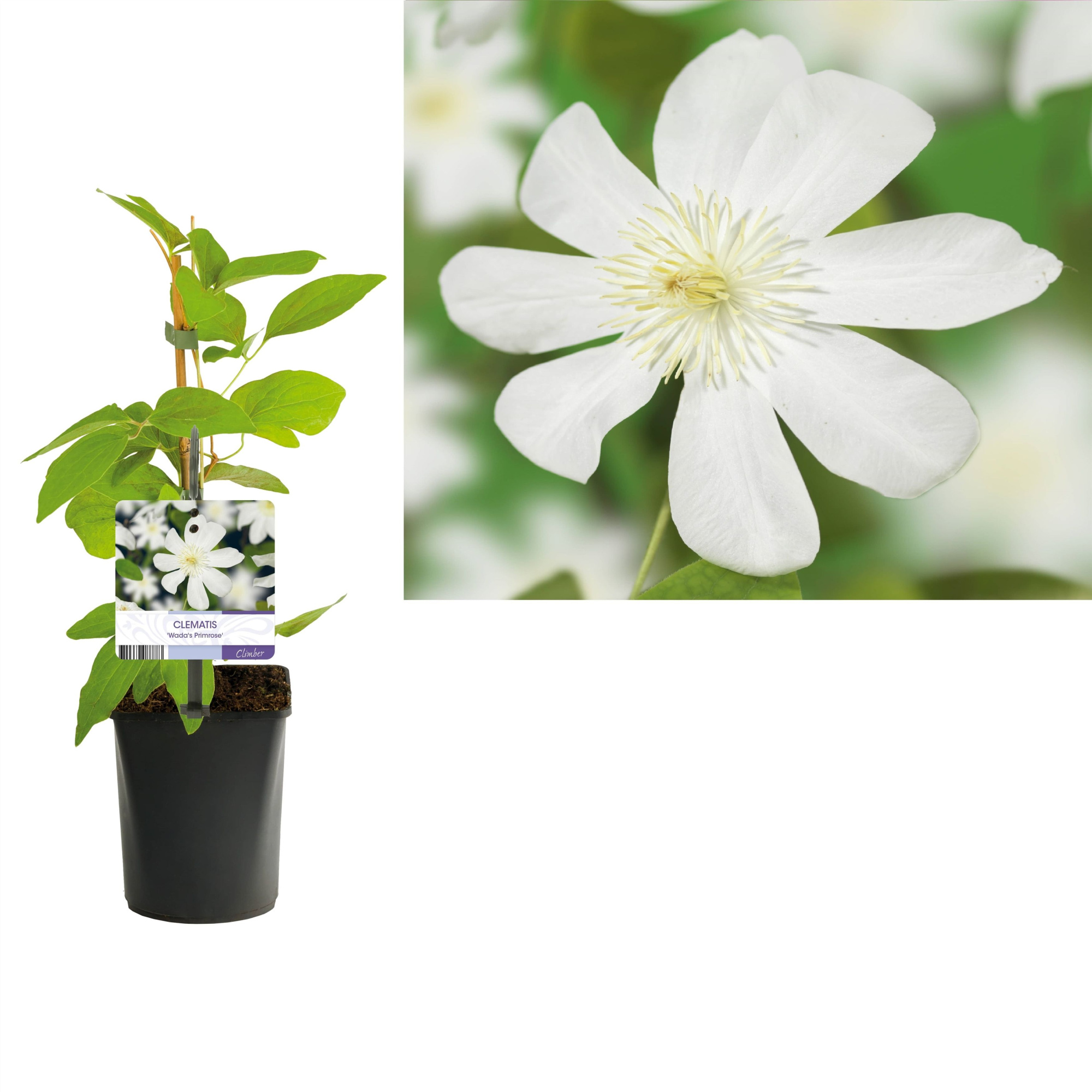 Clematis 'Wada's Primrose' +light label, D 11