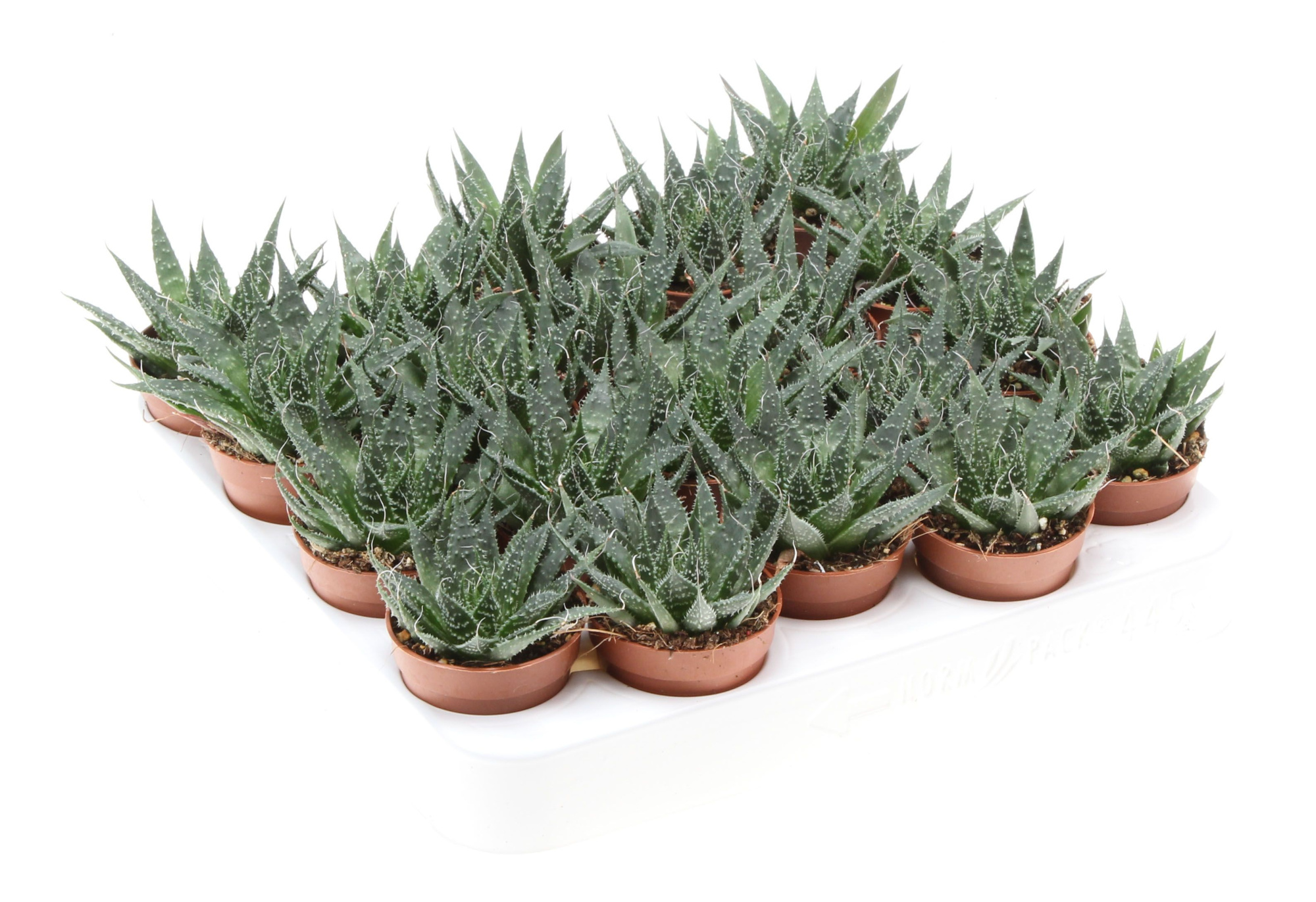 Aloe aristata, D 5,5