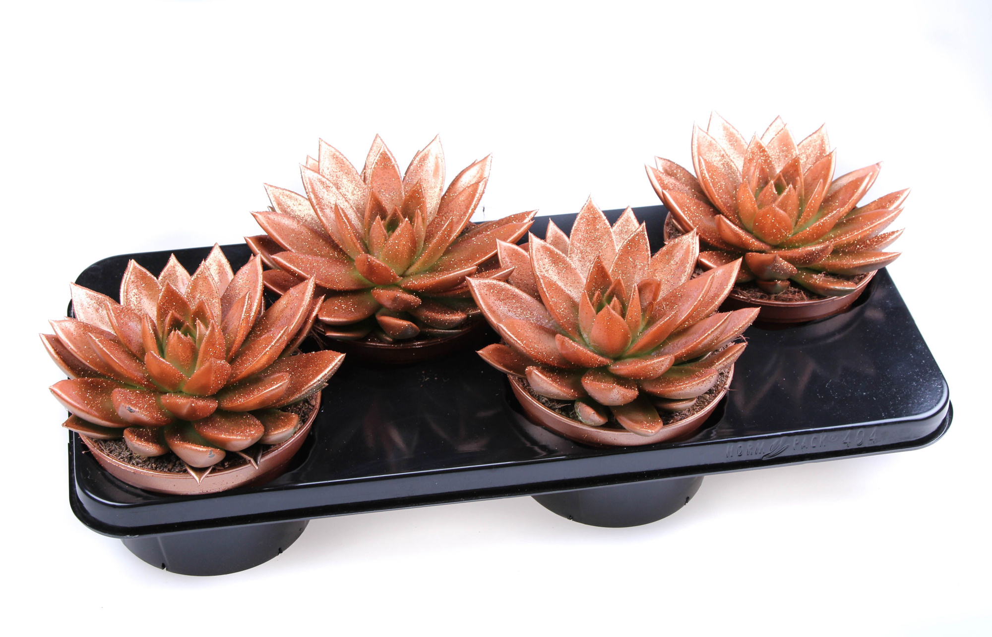 Miranda brons + bio glitter, D 15