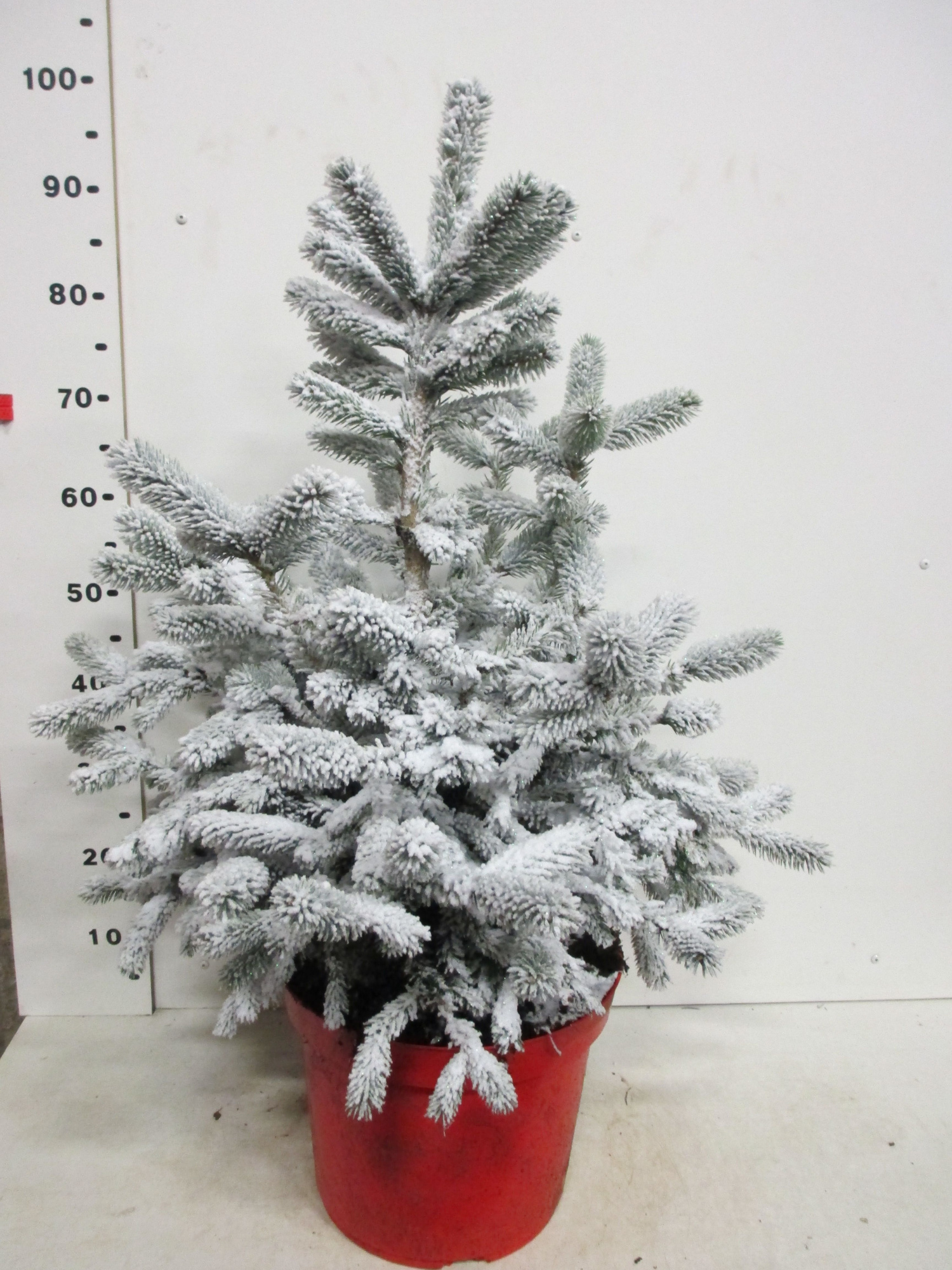 Picea sneeuw Super Blue 60-80 cm P30, D 30