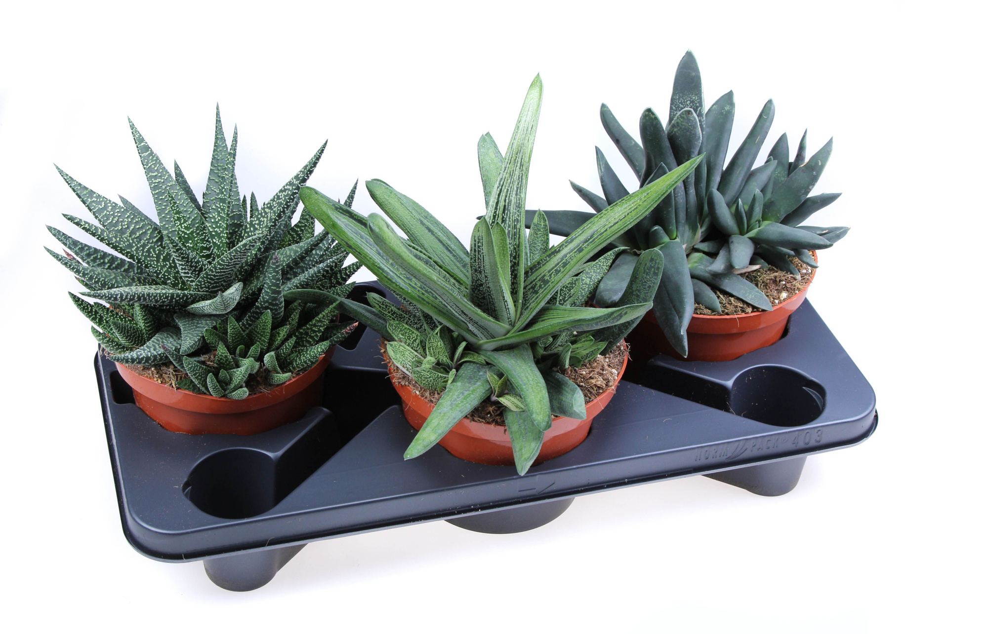 Aloe Haworthia mix, D 17