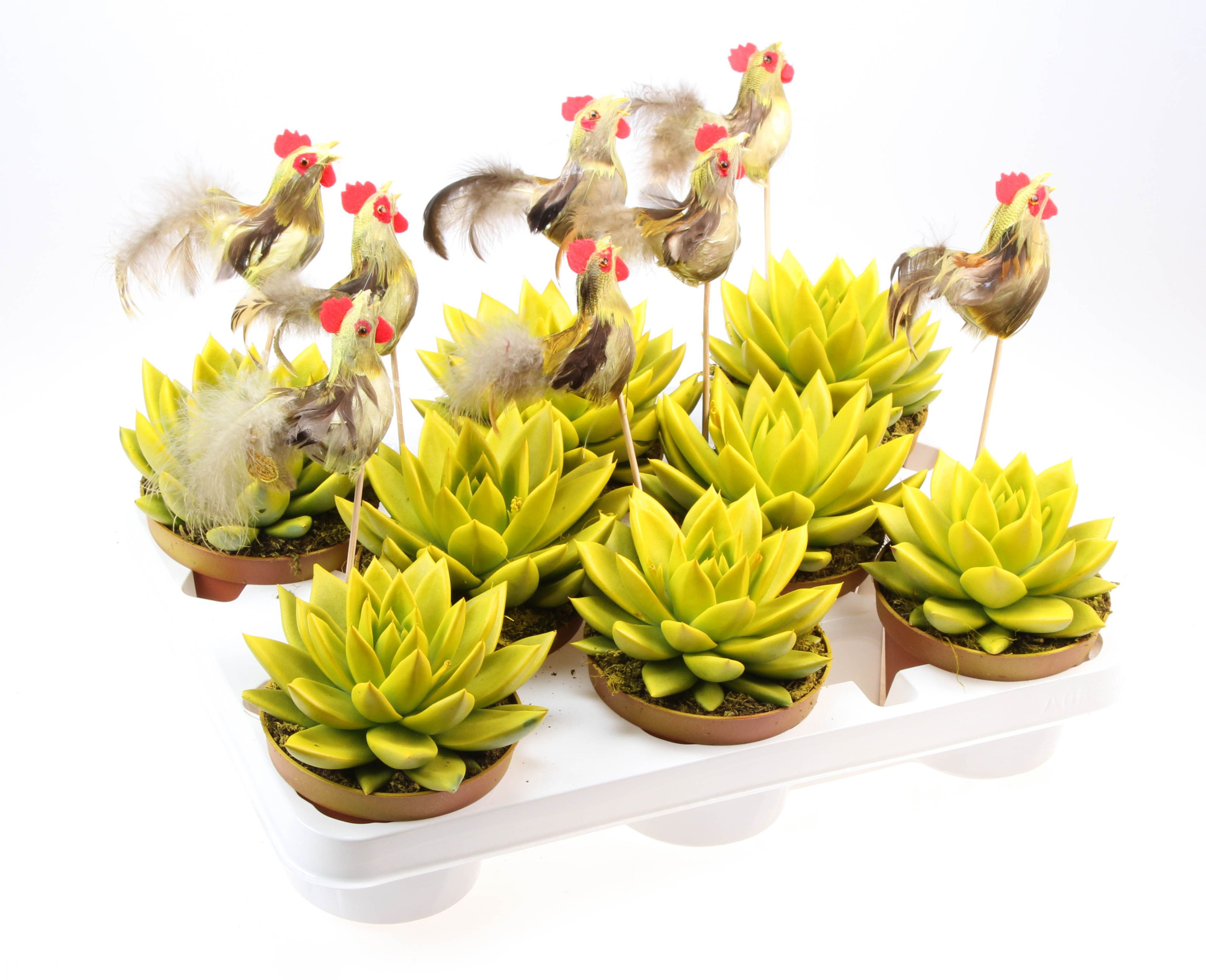 Rainbow geel + haan, D 10,5