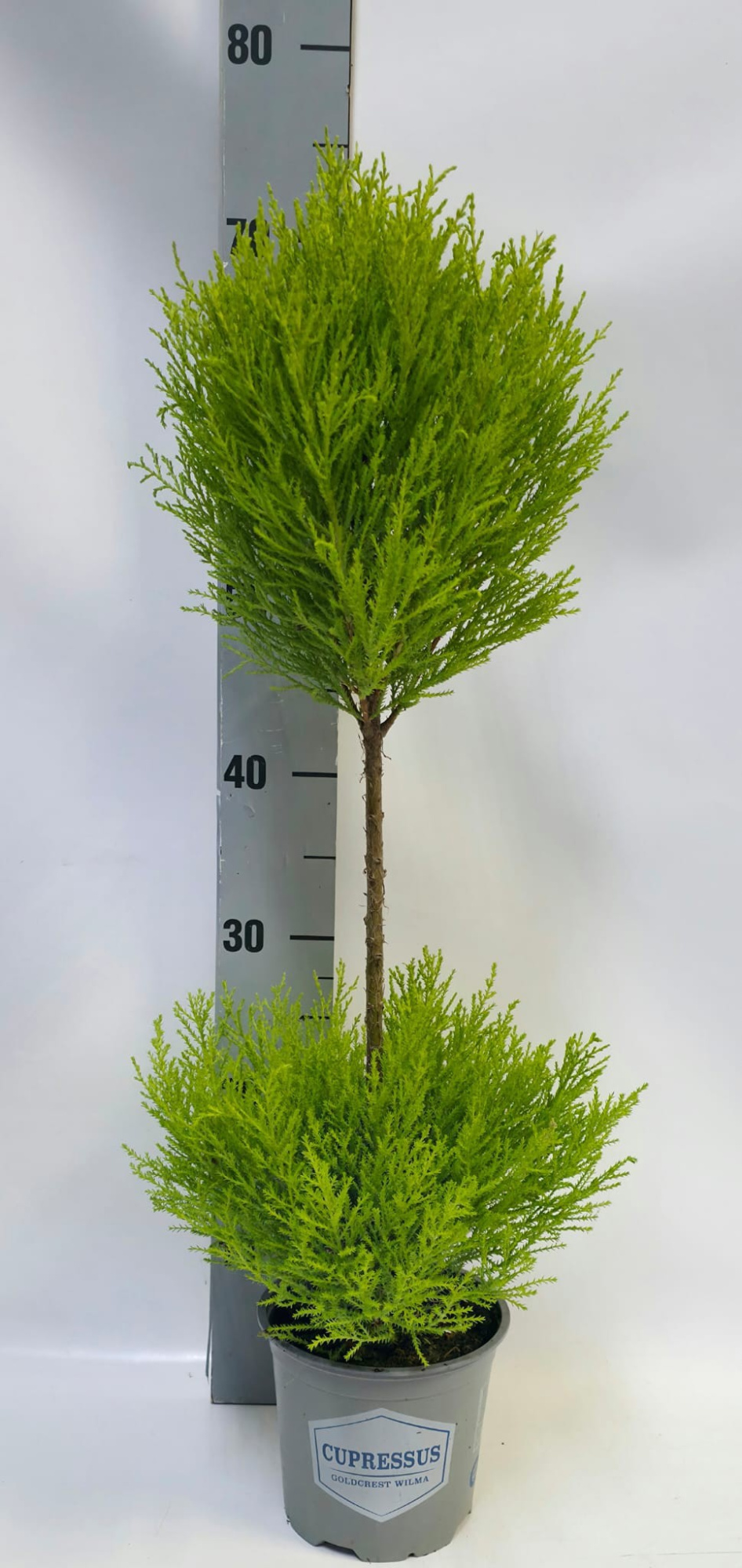 Cupressus Duobol 14cm, D 14