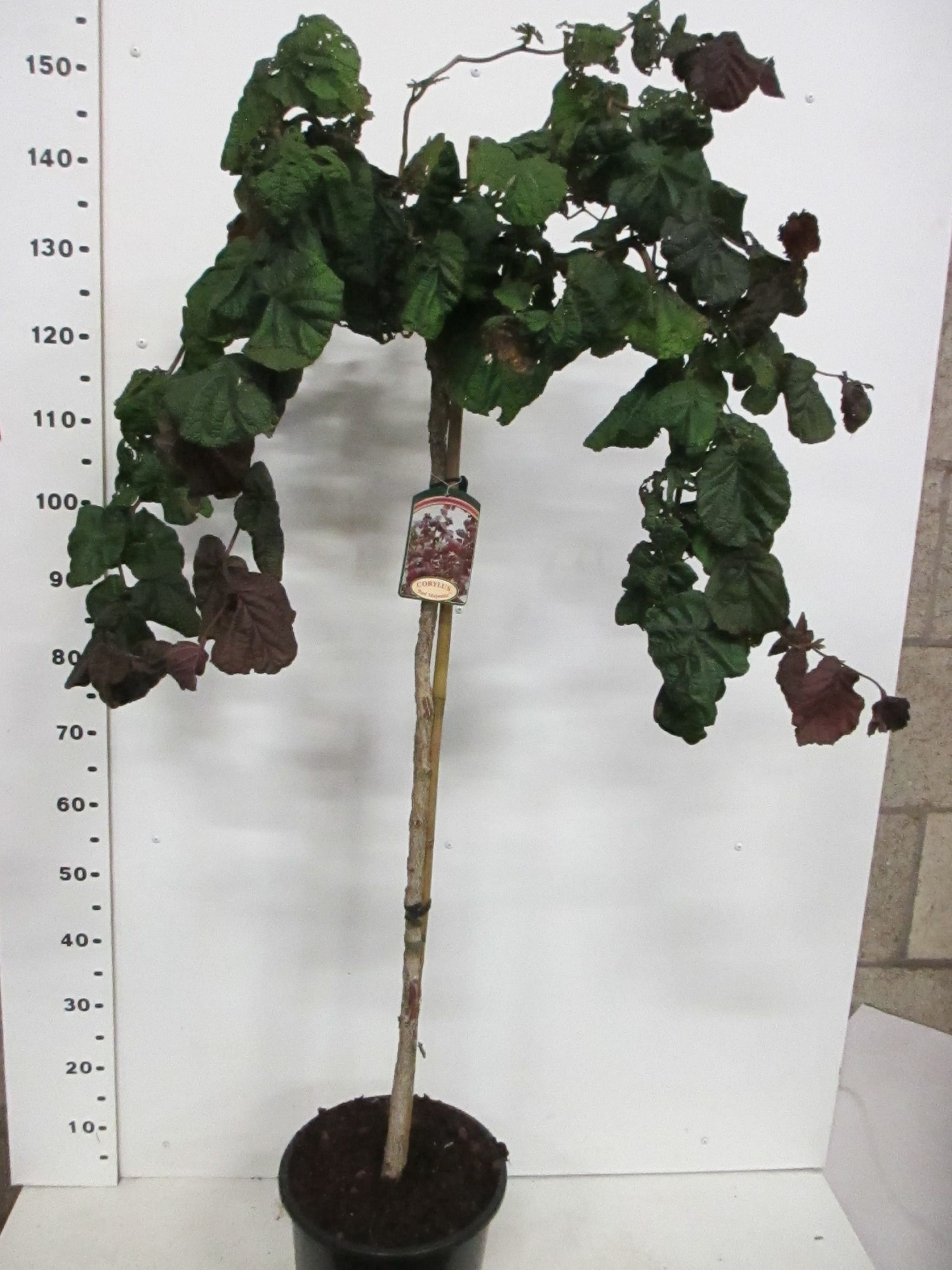 Corylus a. Red Majestic 100 stam 40-50 kroon P28, D 28