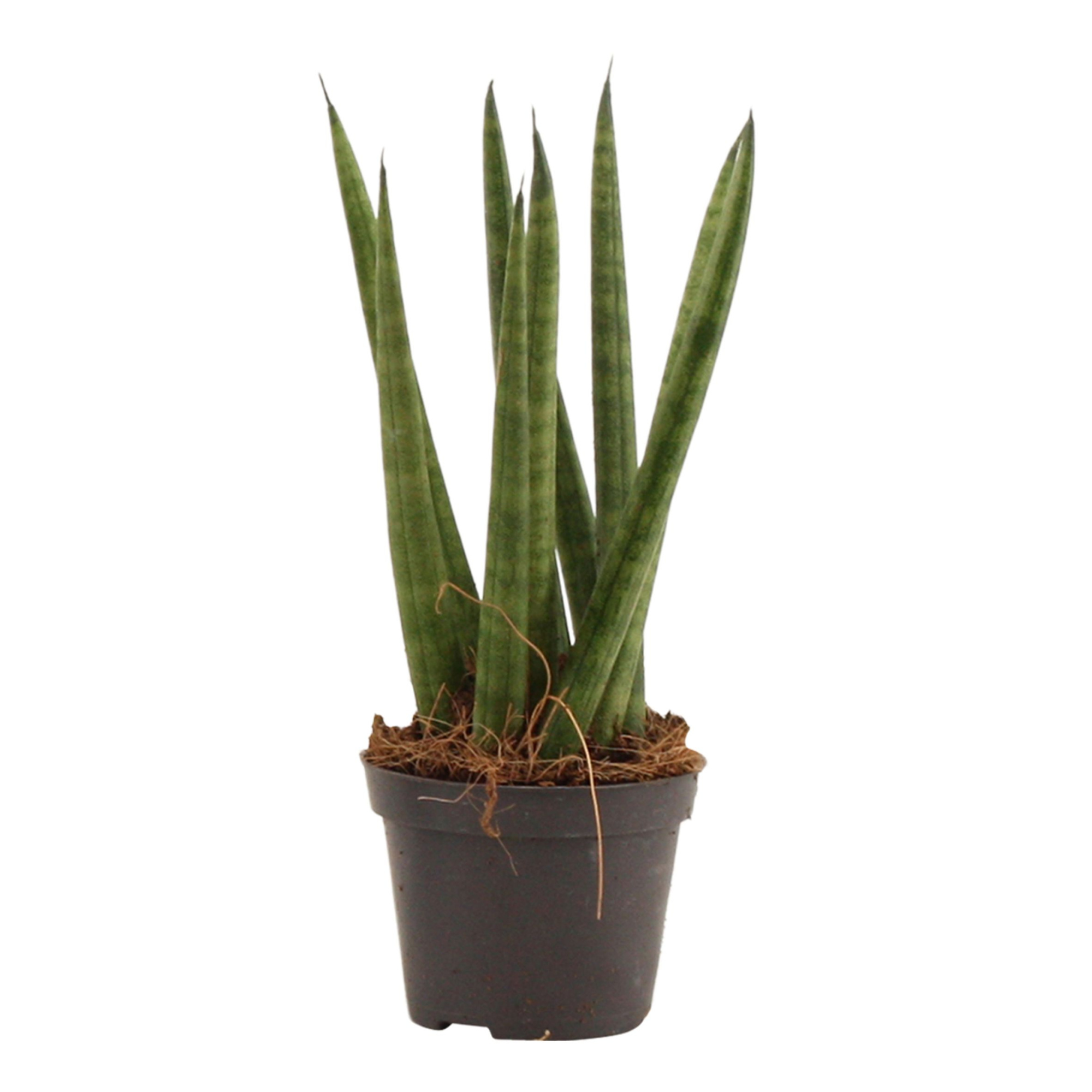 Sansevieria Cylindrica 6 cm Spaghetti, D 6