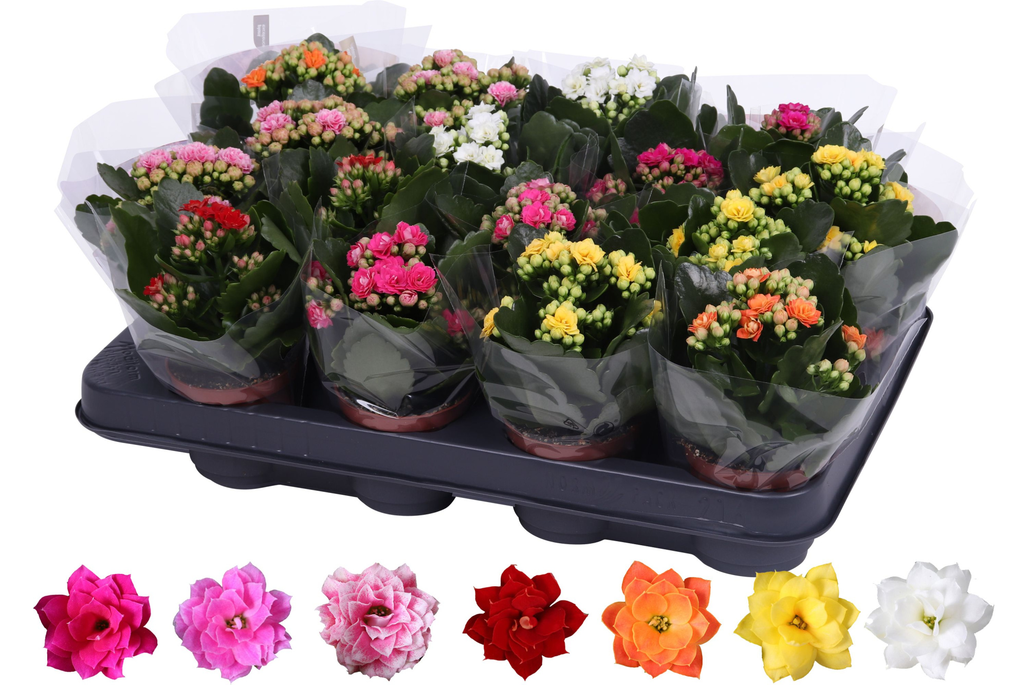 Kalanchoe Rosalina 07cm mix, Blanco hoes, D 7