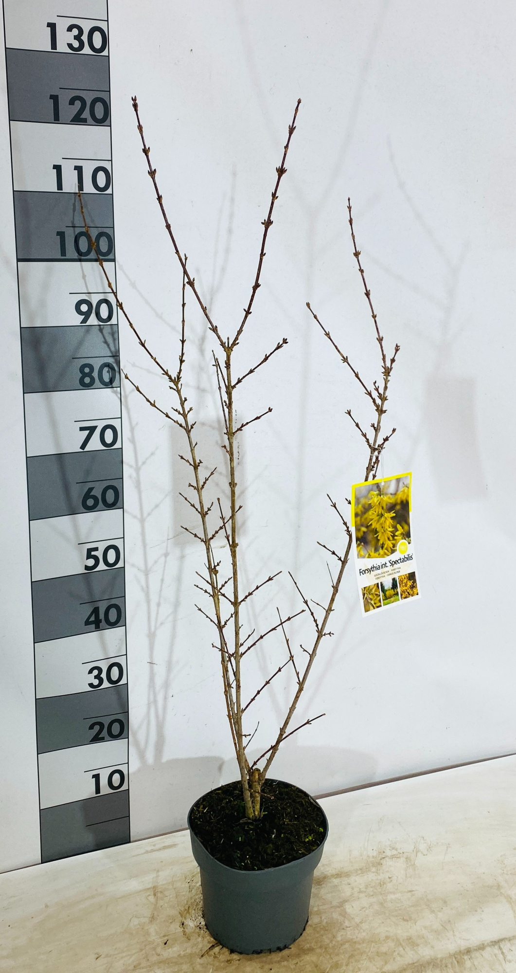 Forsythia intermedia 'Spectabilis', D 22