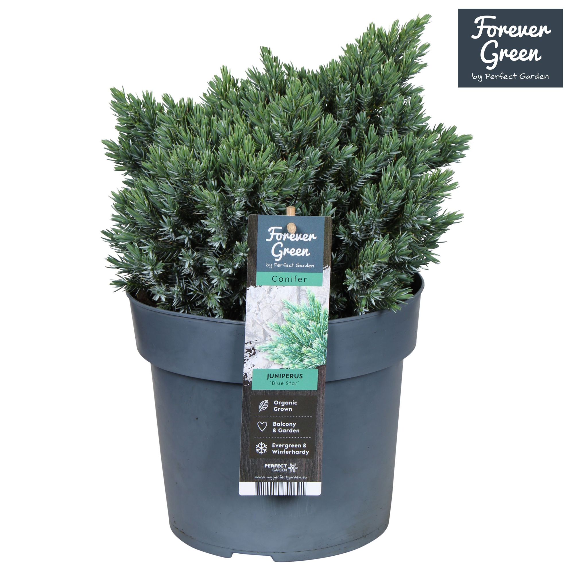 Juniperus squamata 'Blue Star' P19, D 19