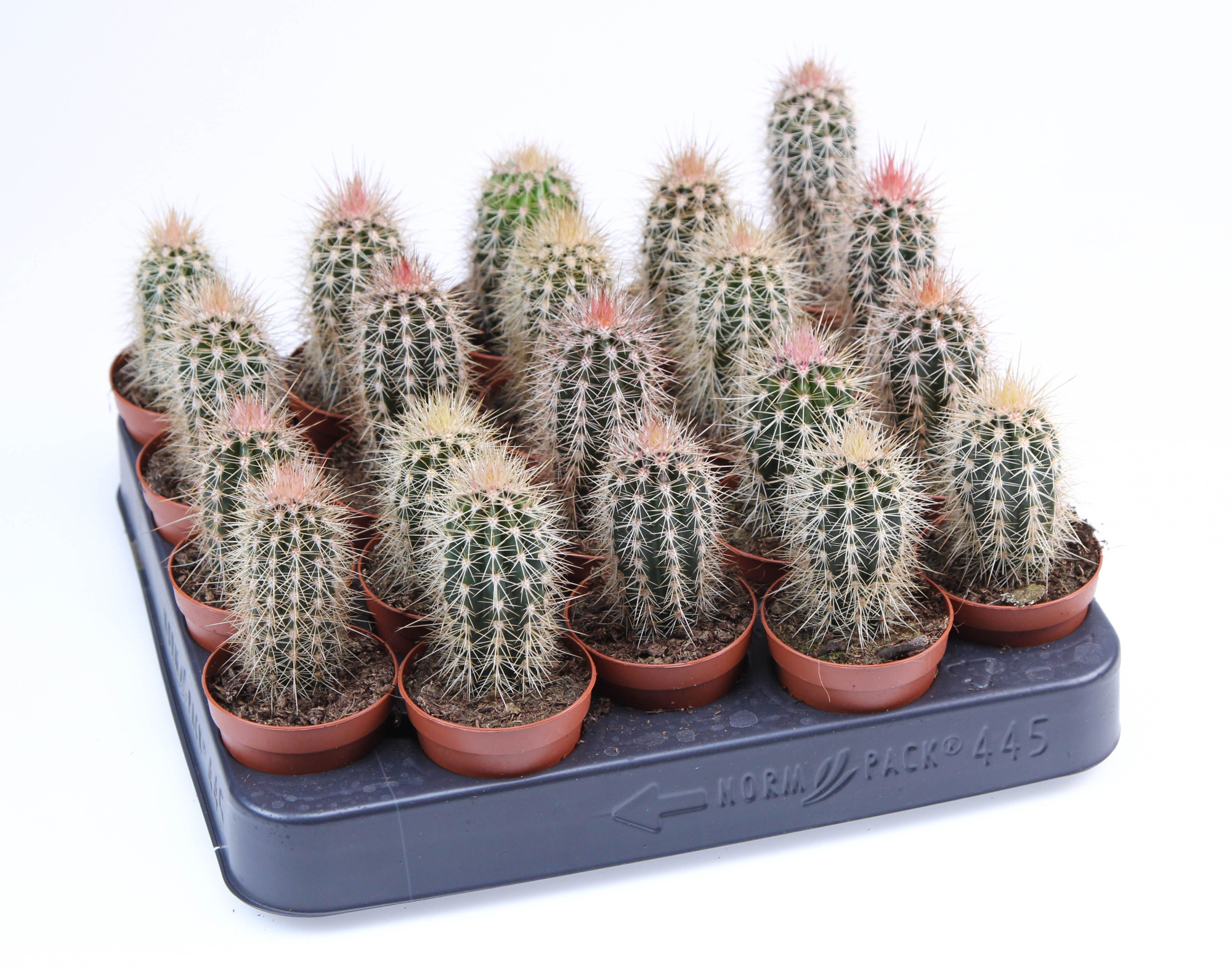 Pachycereus pringley E, D 5,5