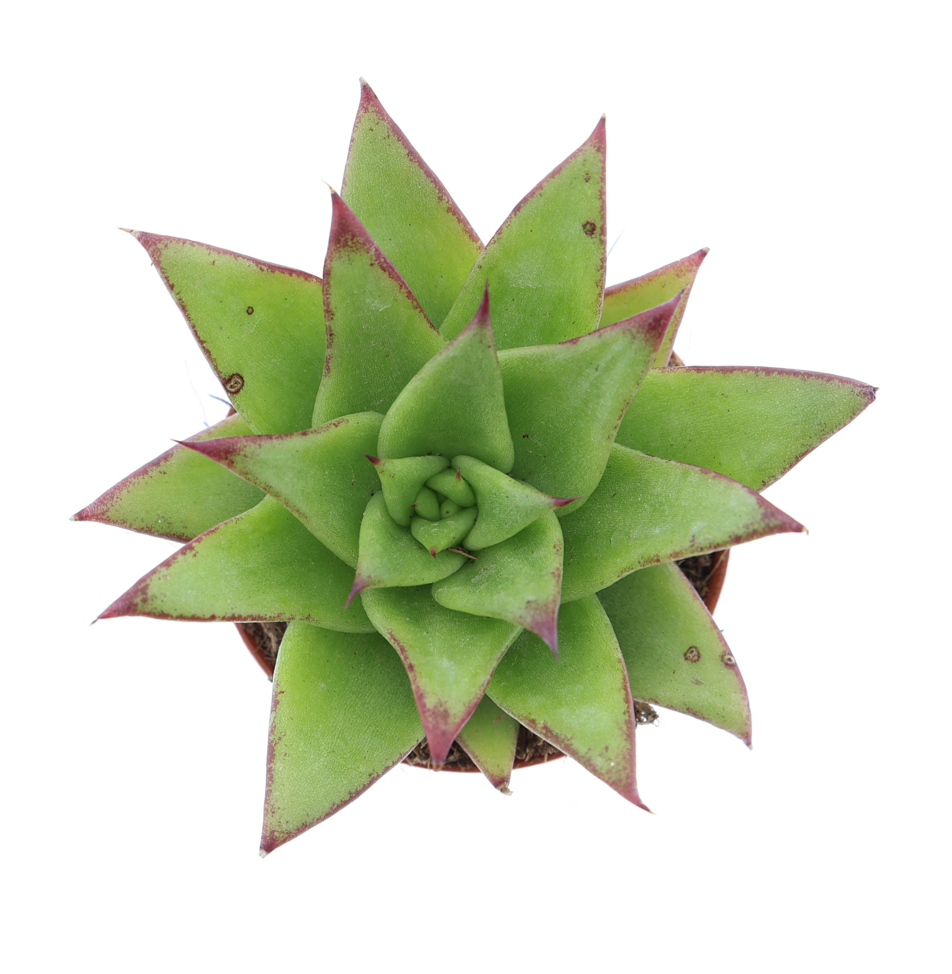Echeveria agavoides ebony, D 5,5