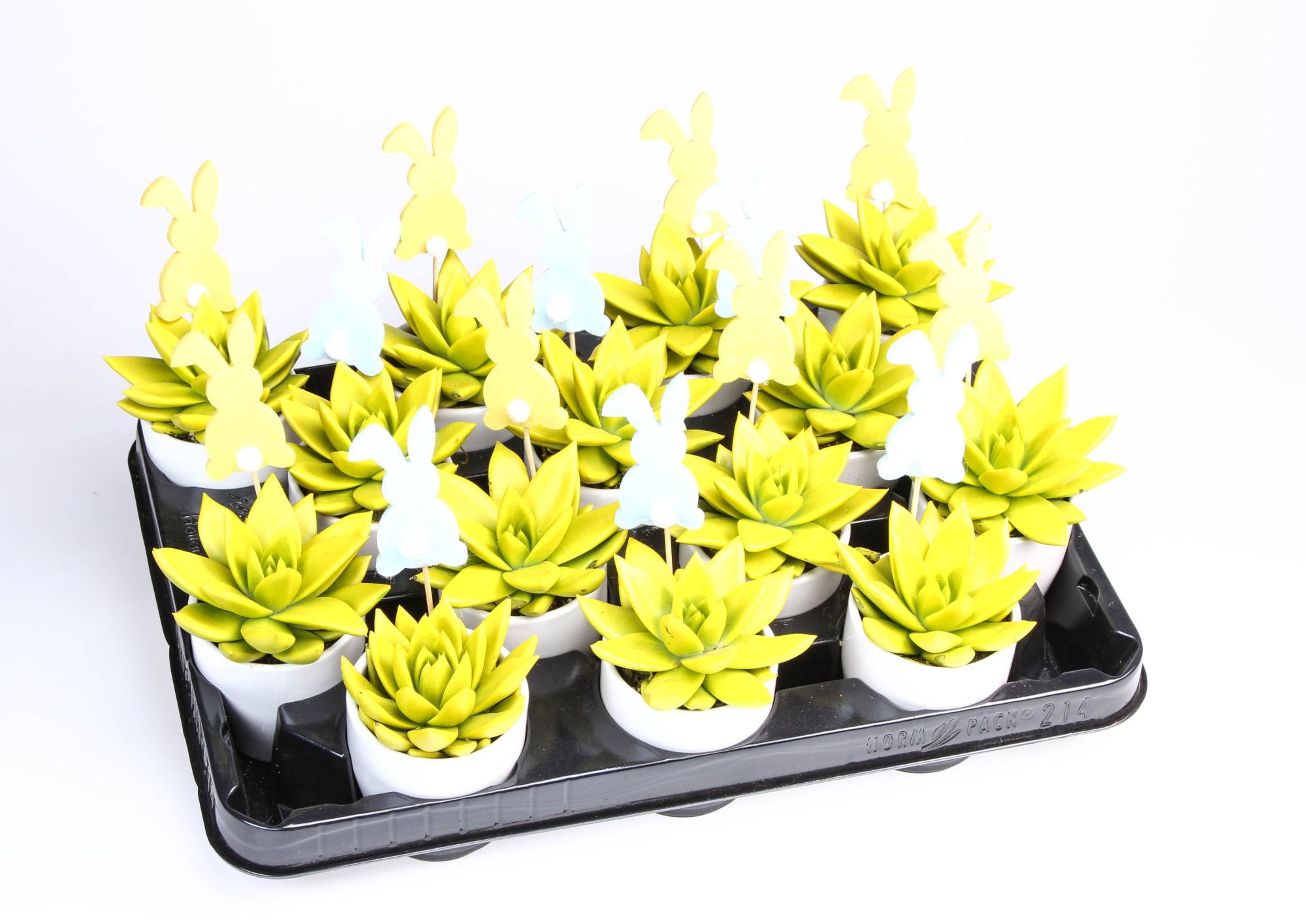 Miranda Yellow in Pot + Bunny, D 6,5