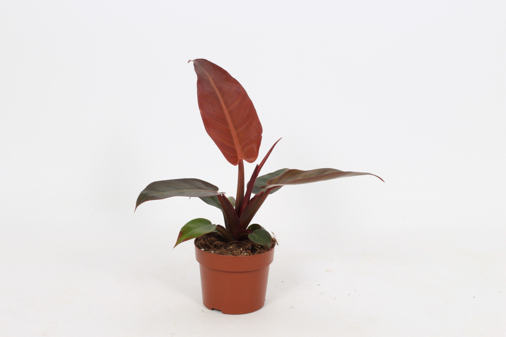 Philodendron Sun Red 12cm, D 12