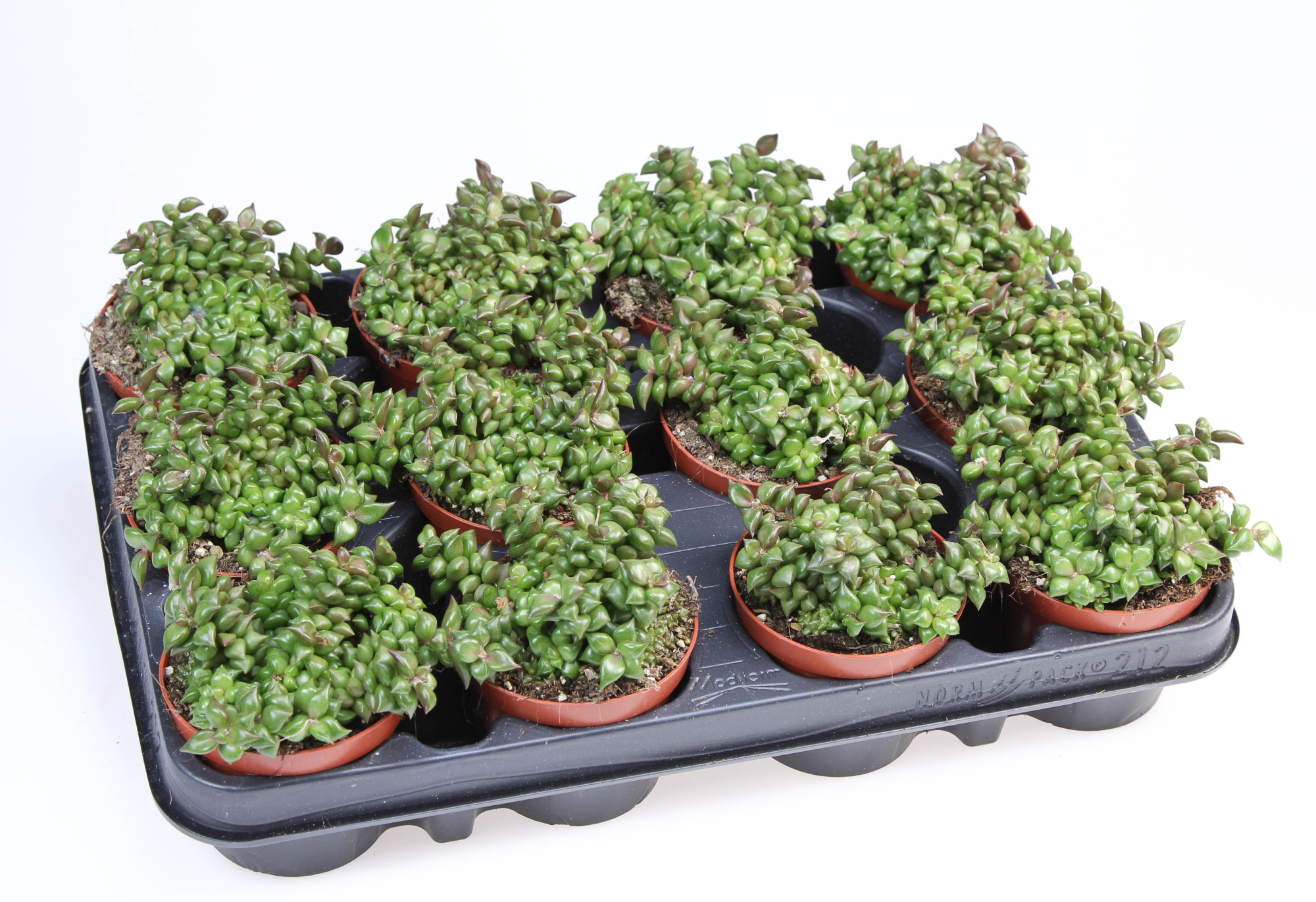 Anacampseros cuspidata, D 8,5