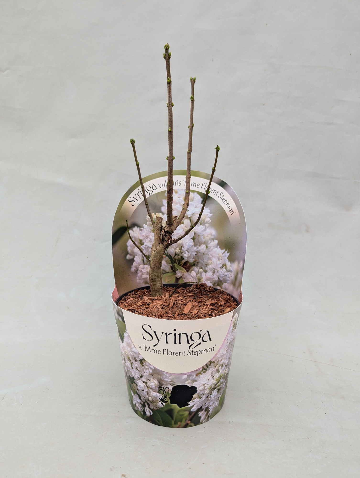 Syringa vulgaris 'Mme Florent Stepman' 17 cm in potcover, D 17