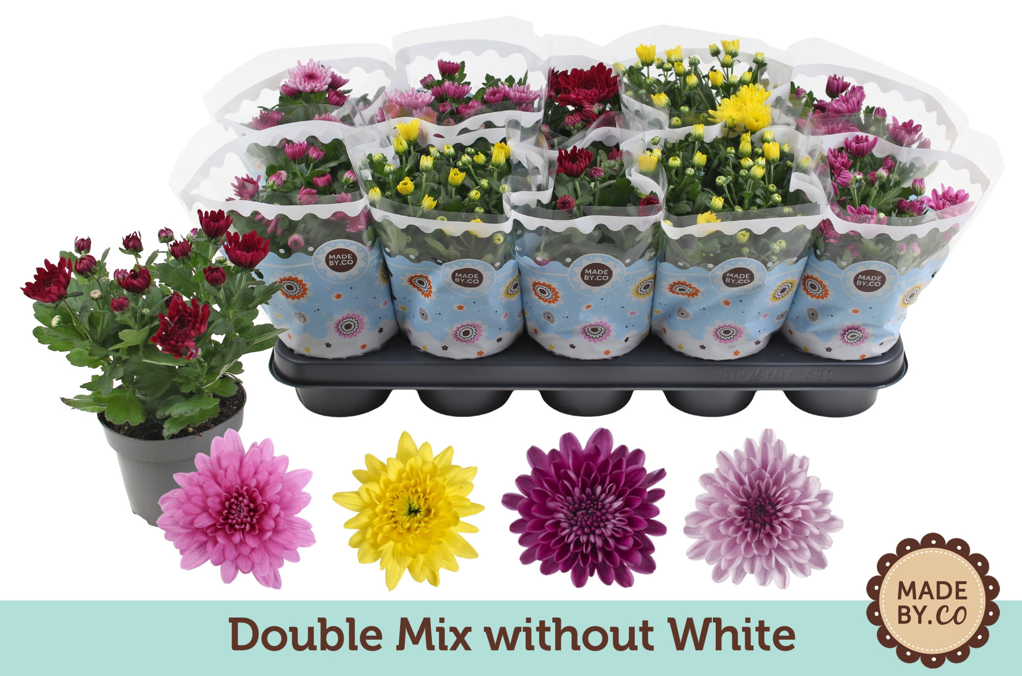 Chrysant Double mix without white, D 12