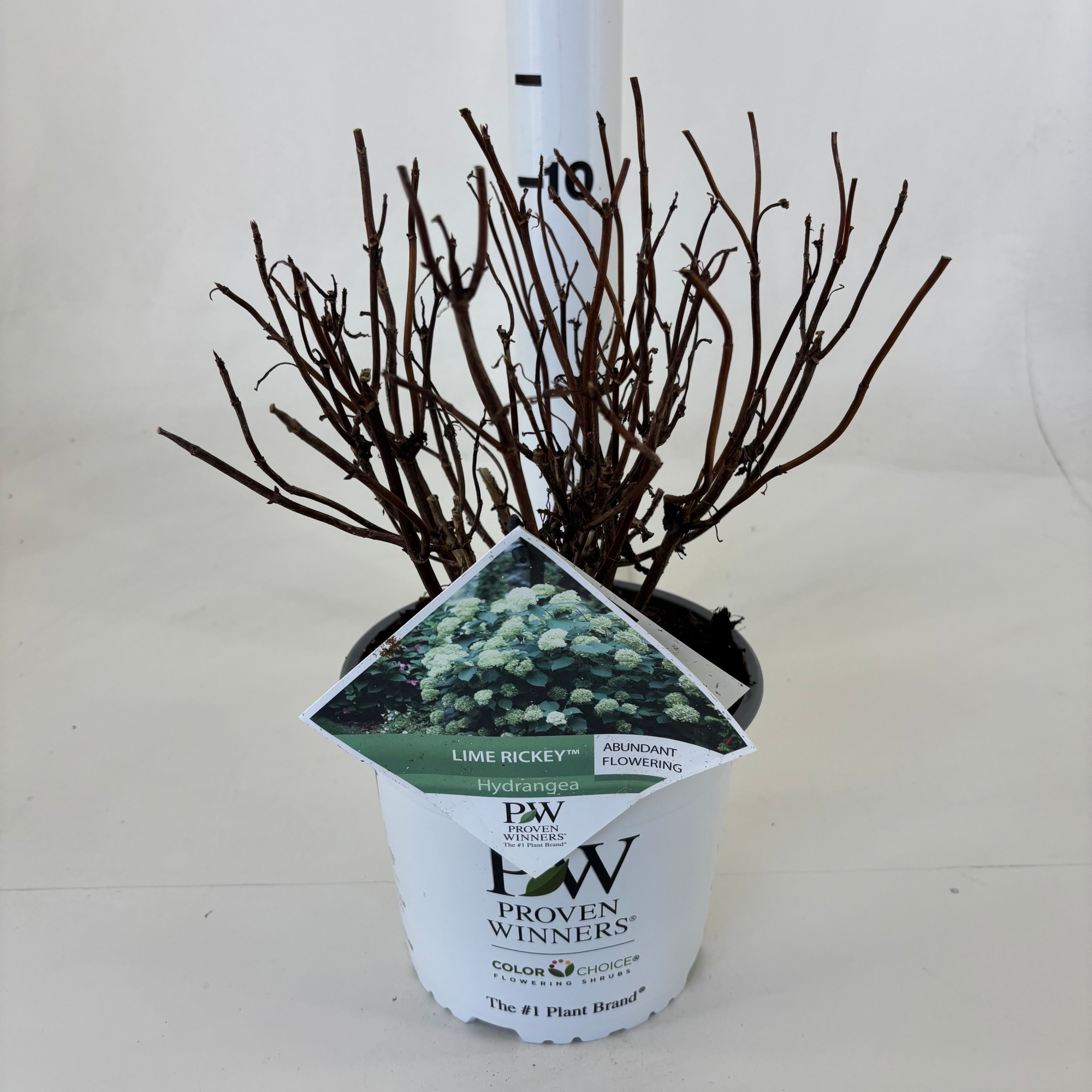 Hydrangea arborescens 'Lime Rickey', D 19