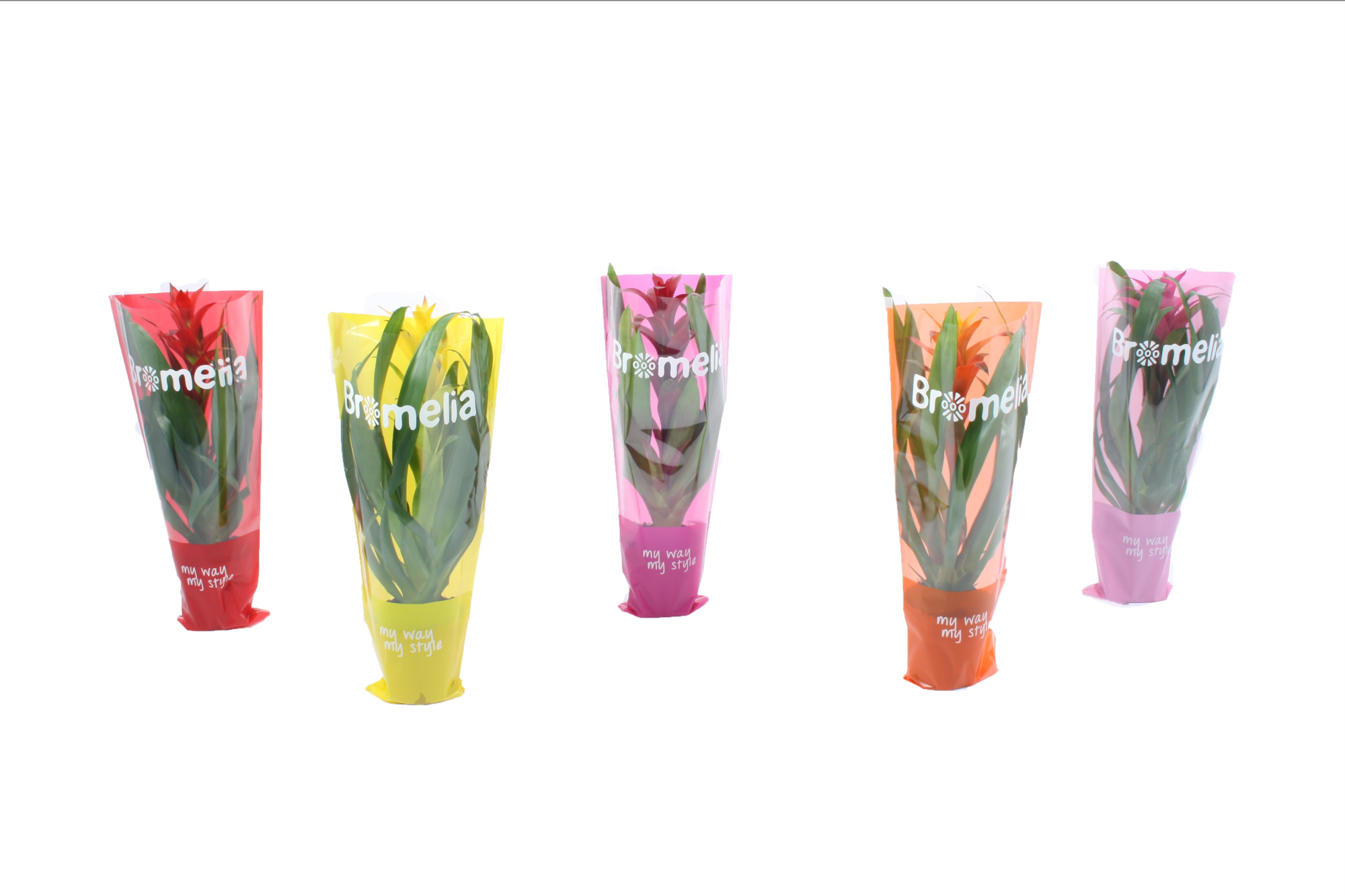 Guzmania mix in vensterhoes, D 12