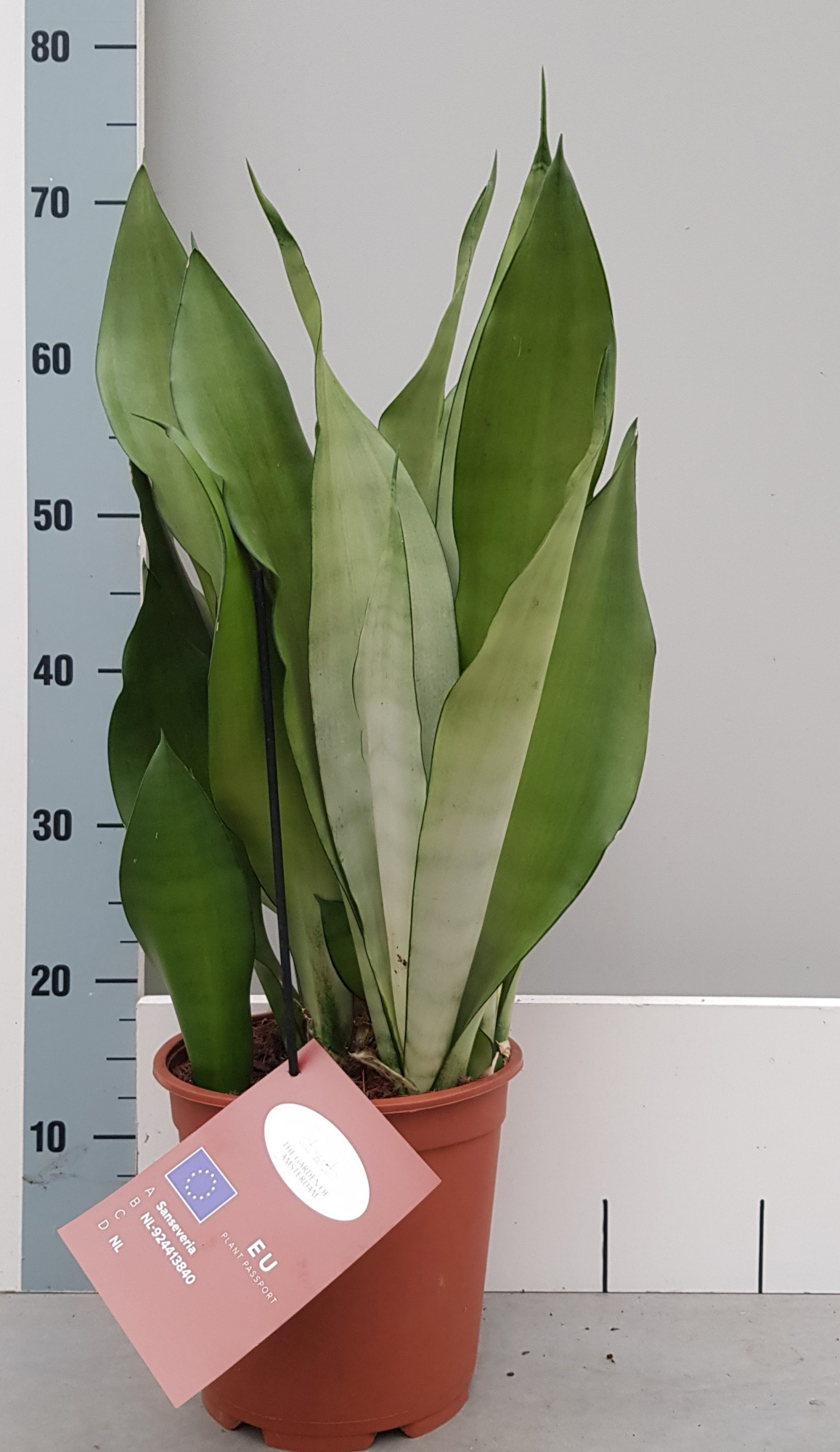 Sanseveria Moonshine 21cm, D 21