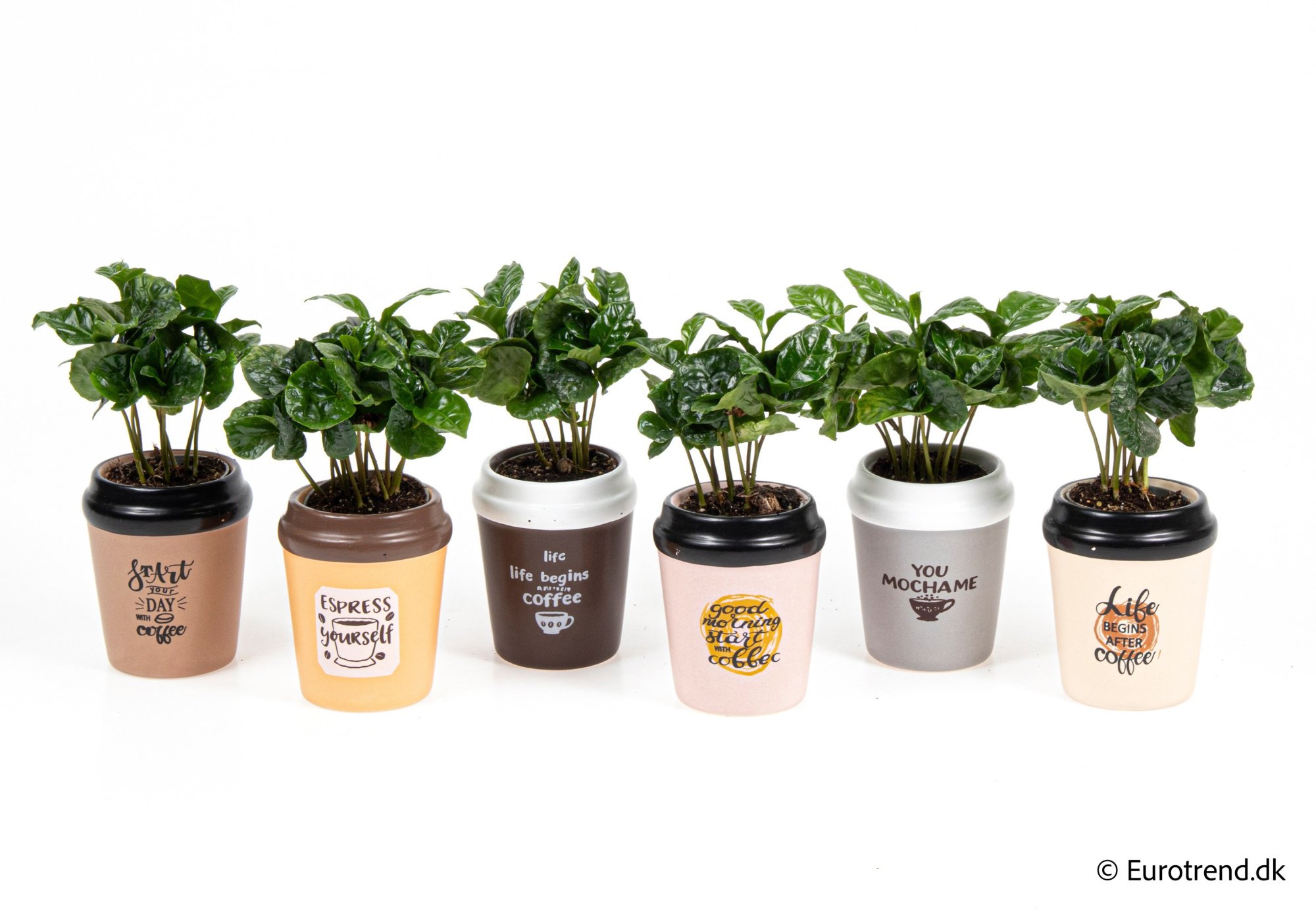 Coffea in New Look ceramic 2026, D 6