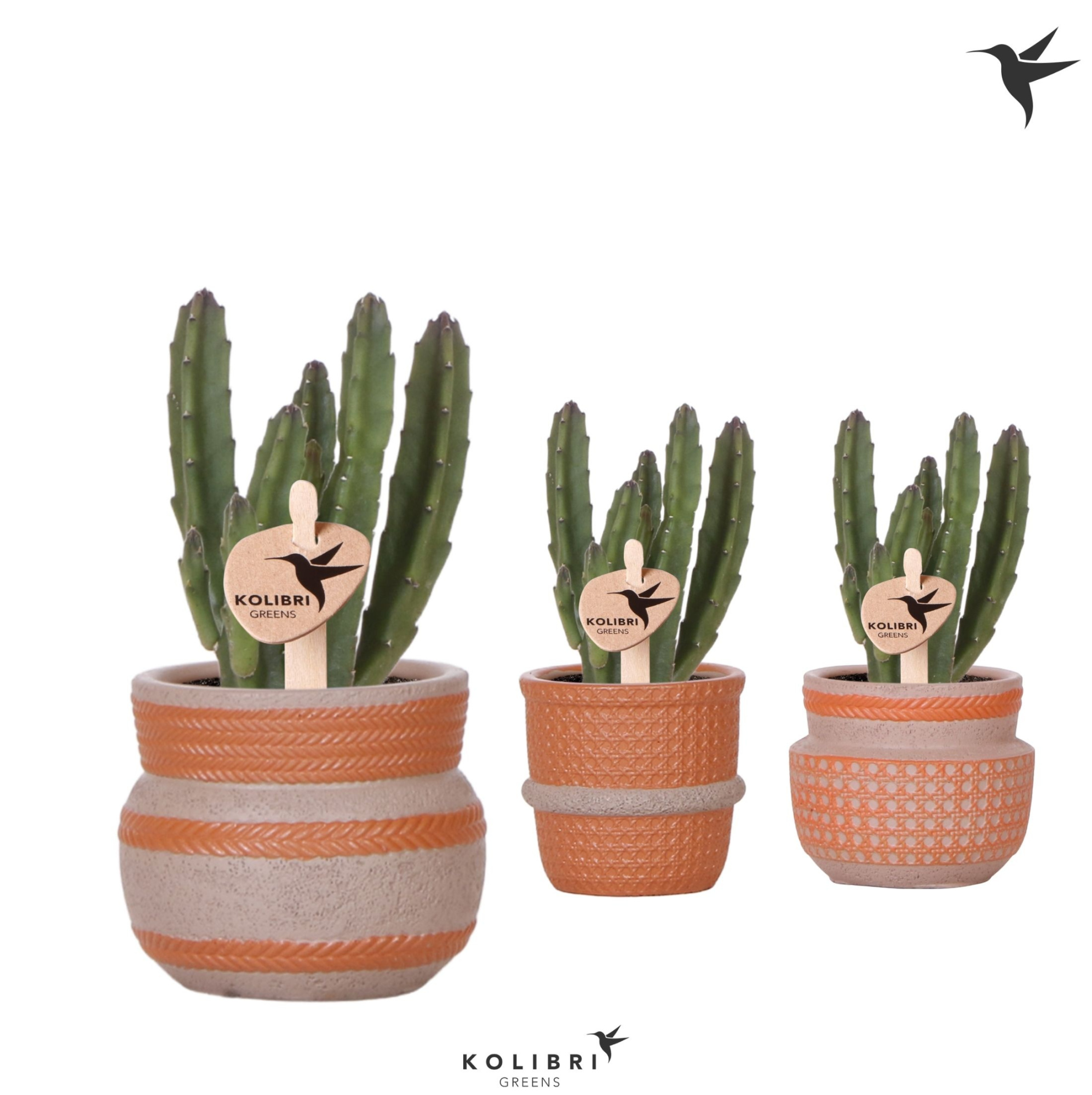 Kolibri Greens Stapelia Leendertziae in Ethnic pot terracotta mix, D 6