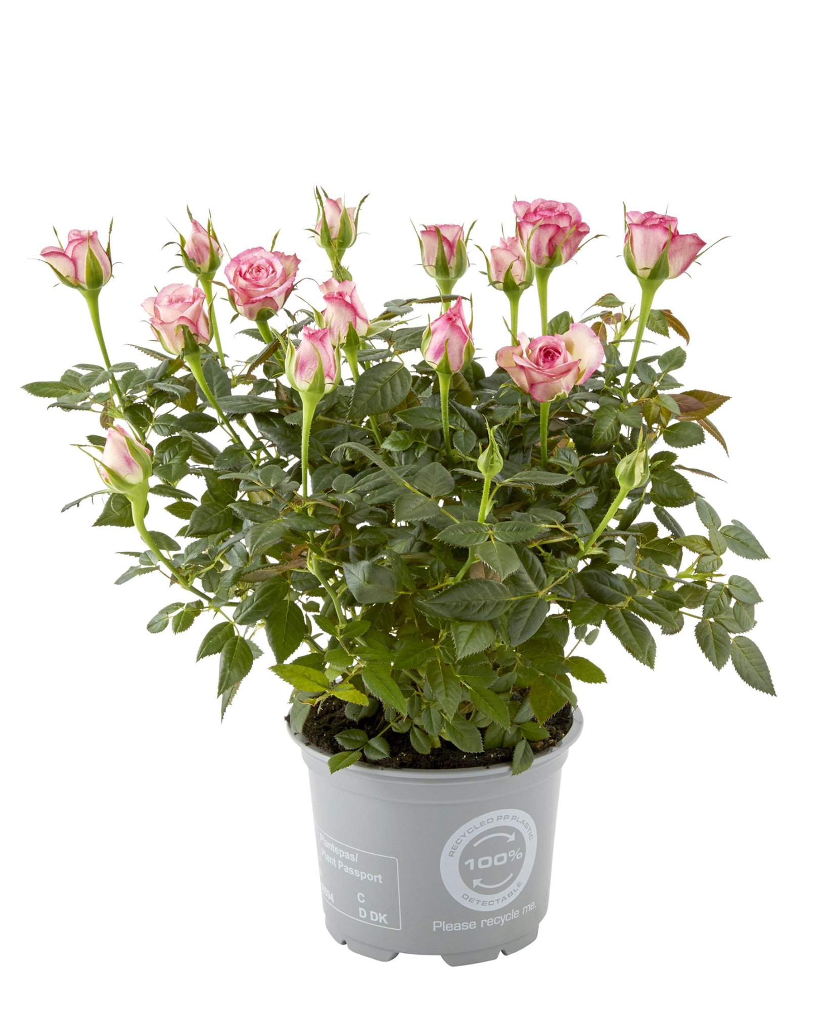 Rosa Carousel Kordana Classic, D 10,5