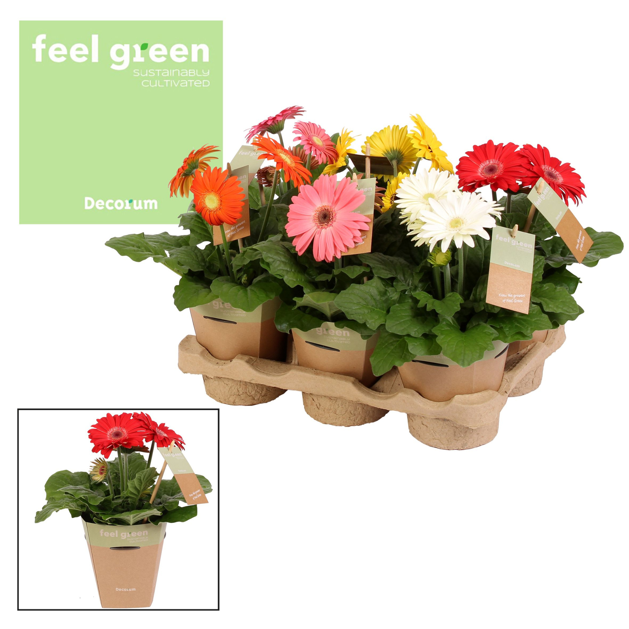 Gerbera 2+ bl. Feel Green, nature pc Decorum, D 12