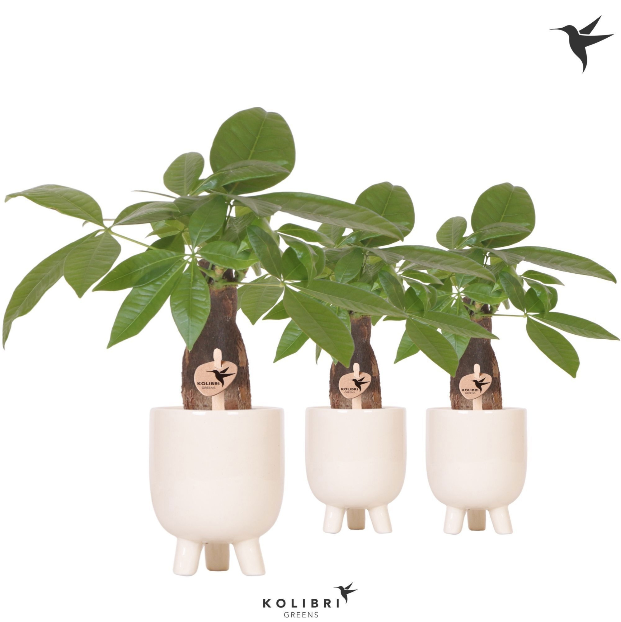 Kolibri Greens Pachira in Gummy pot travertine, D 9