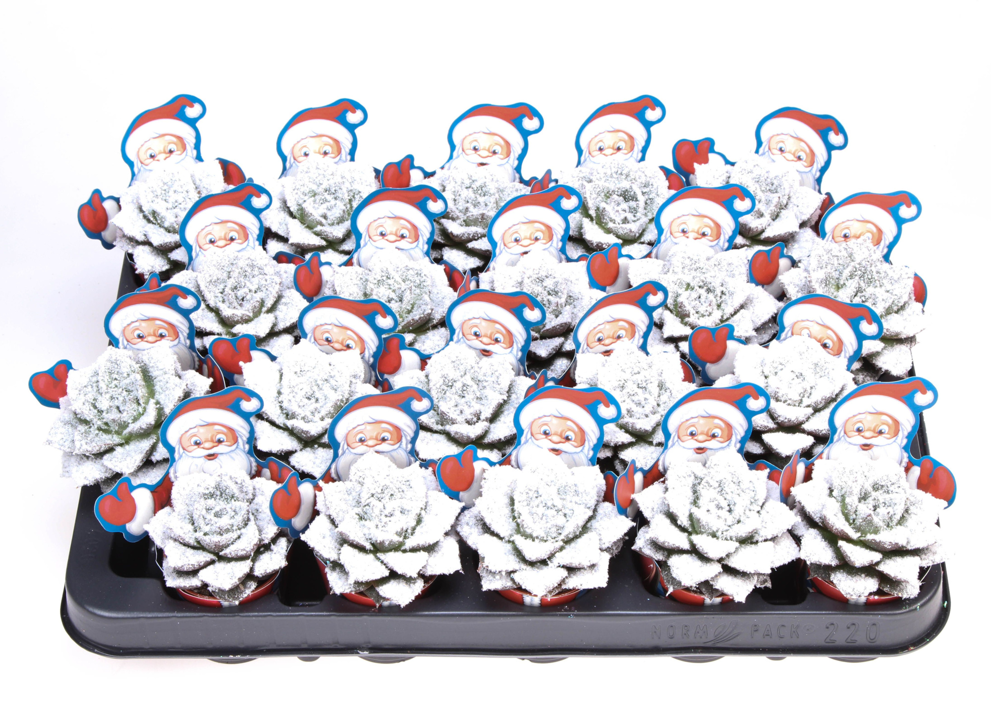 Potcover santaclaus purper bio snow, D 5,5