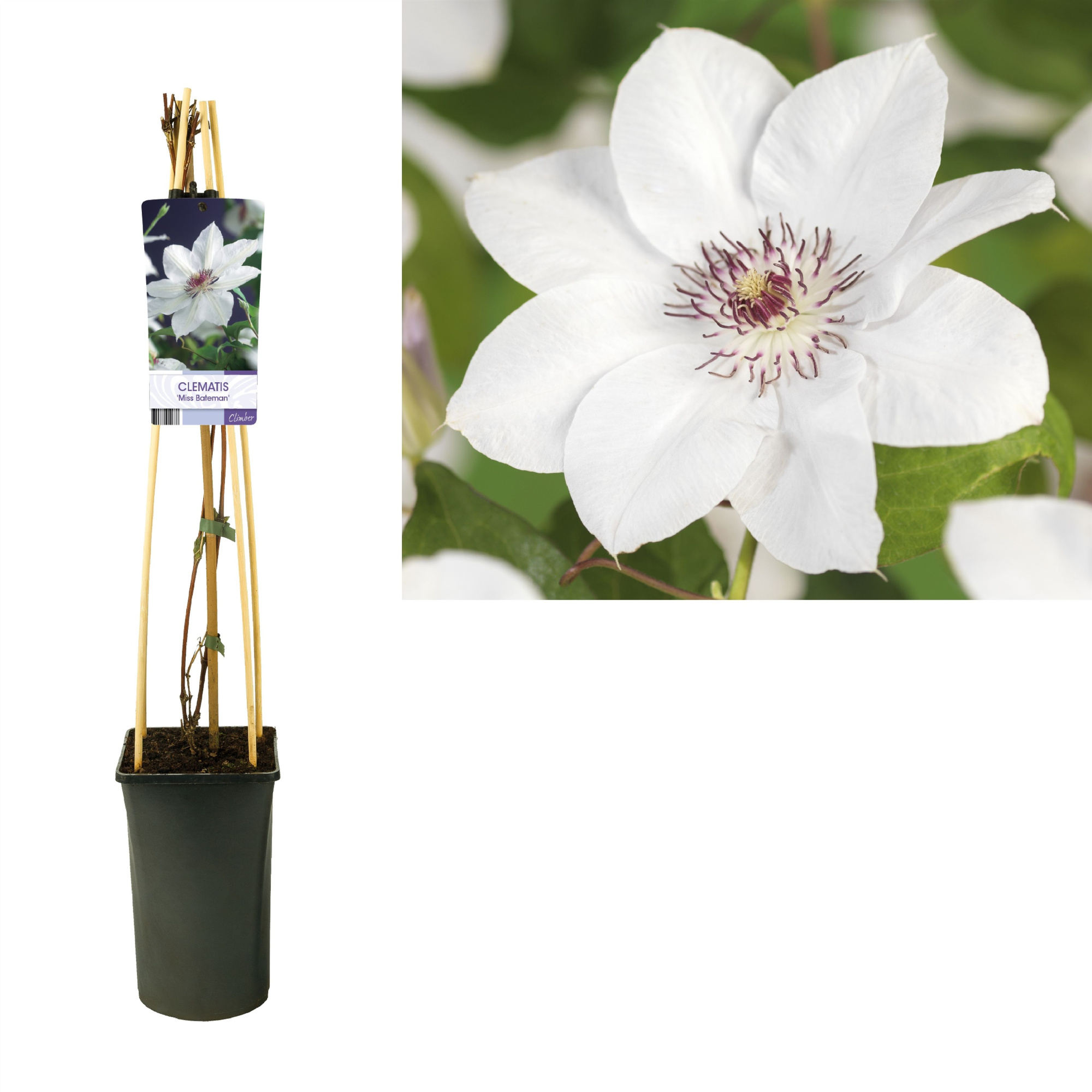 Clematis 'Miss Bateman' +light label, D 17