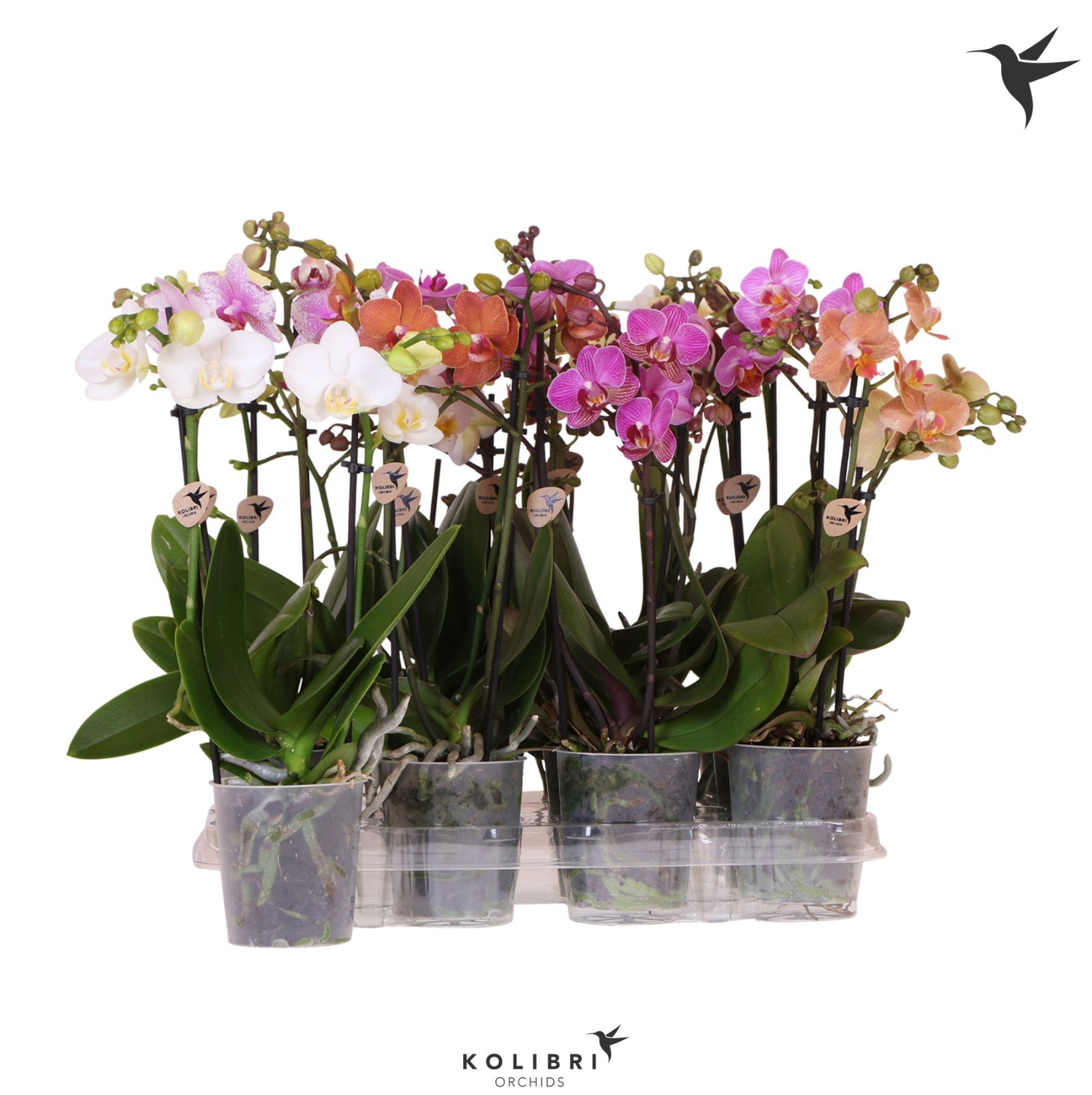 Kolibri Orchids Phalaenopsis Mix 2 spike no label, D 9