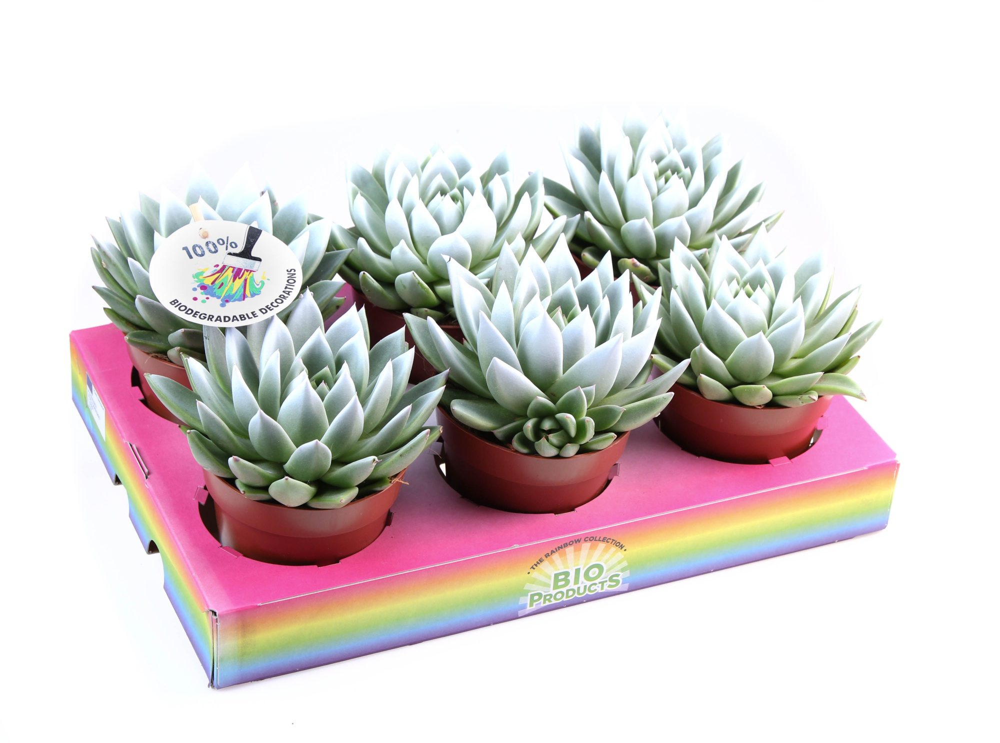 Miranda white tips, D 12