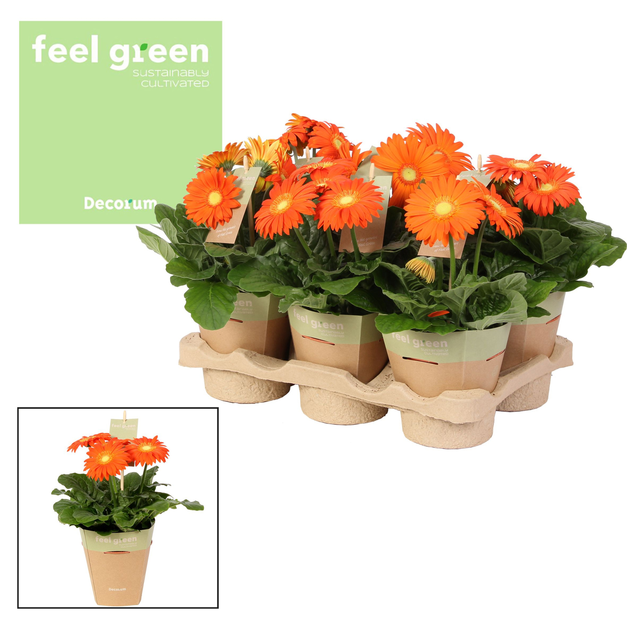 Gerbera oranje tinten 2+ bl. Feel Green, nature pc Decorum, D 12