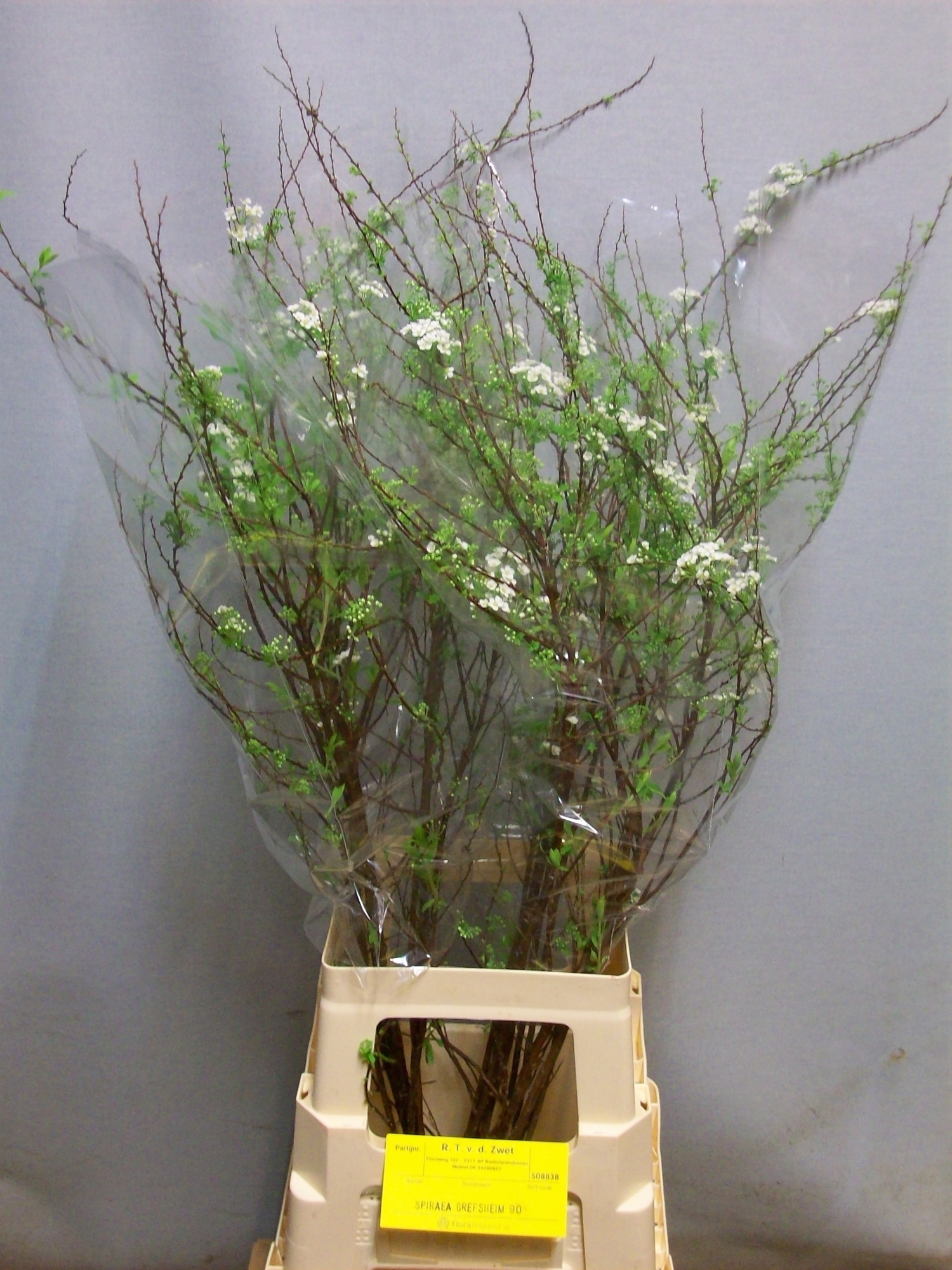 Спирея Грефшейм 90 (бел.), шт.