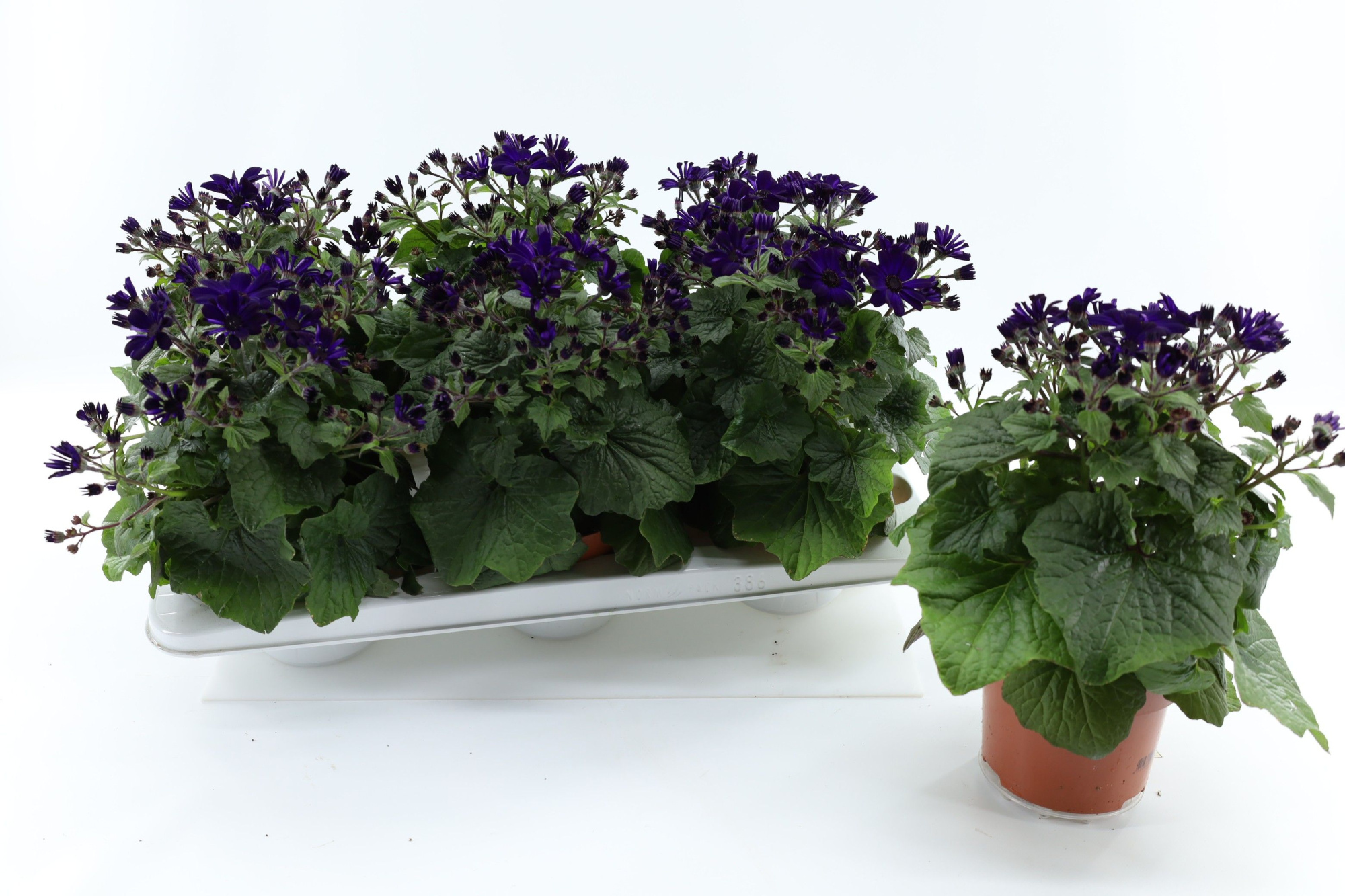 Pericallis Mandala Purple, D 13