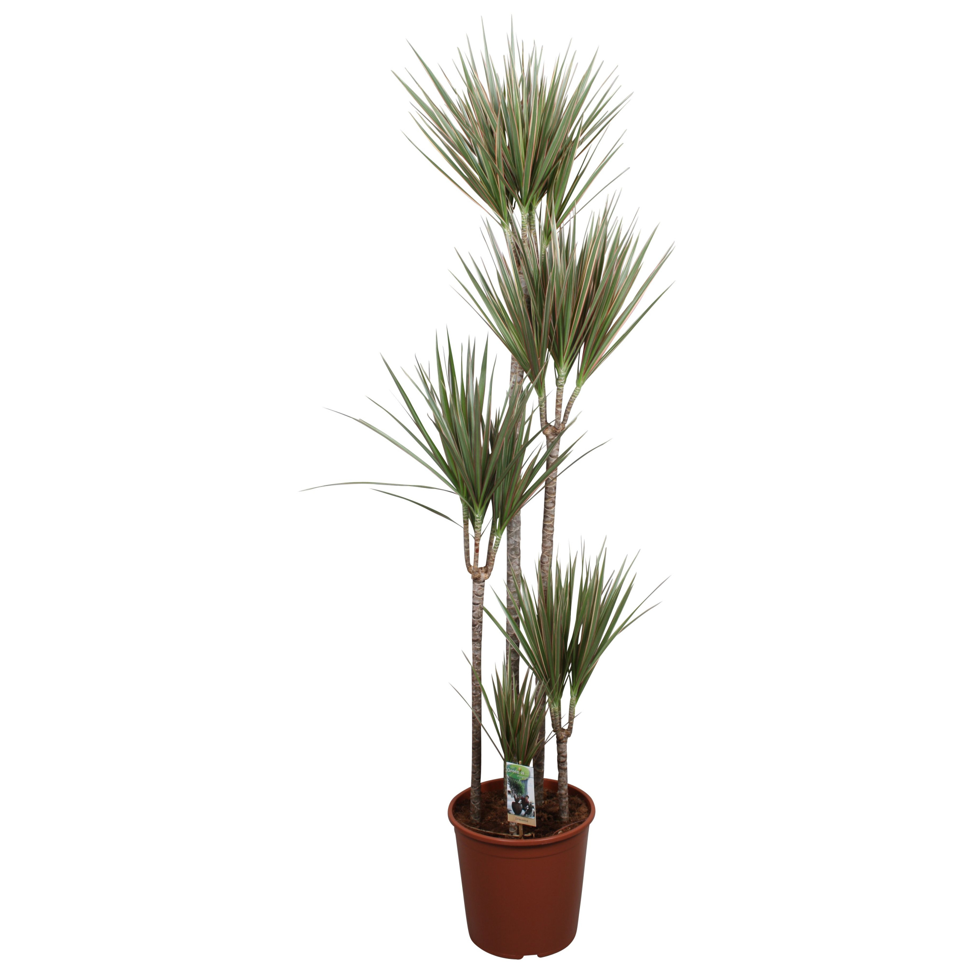Dracaena Bicolor 120-90-60-30-15, D 30