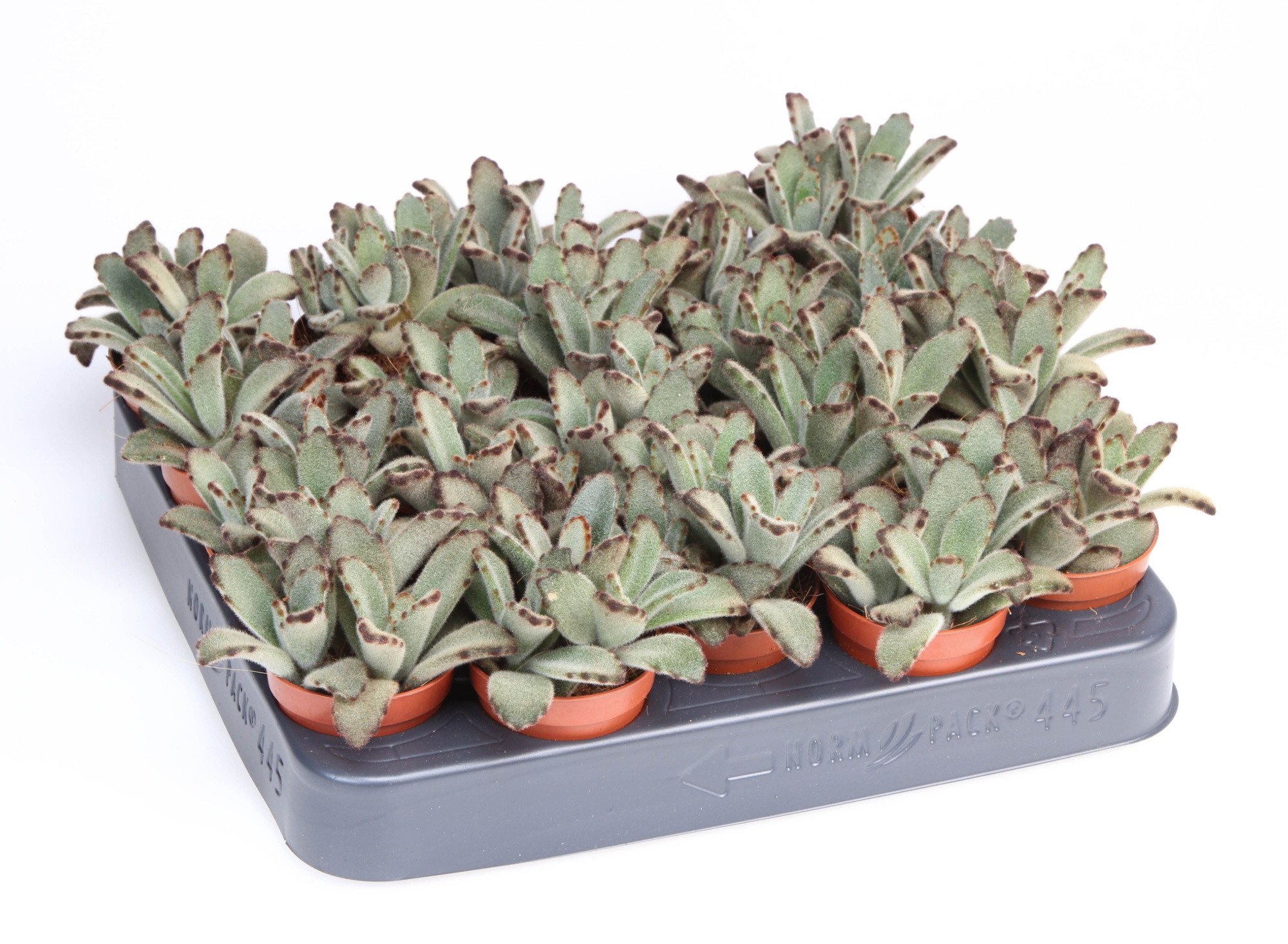 Kalanchoe Chocolata, D 5,5